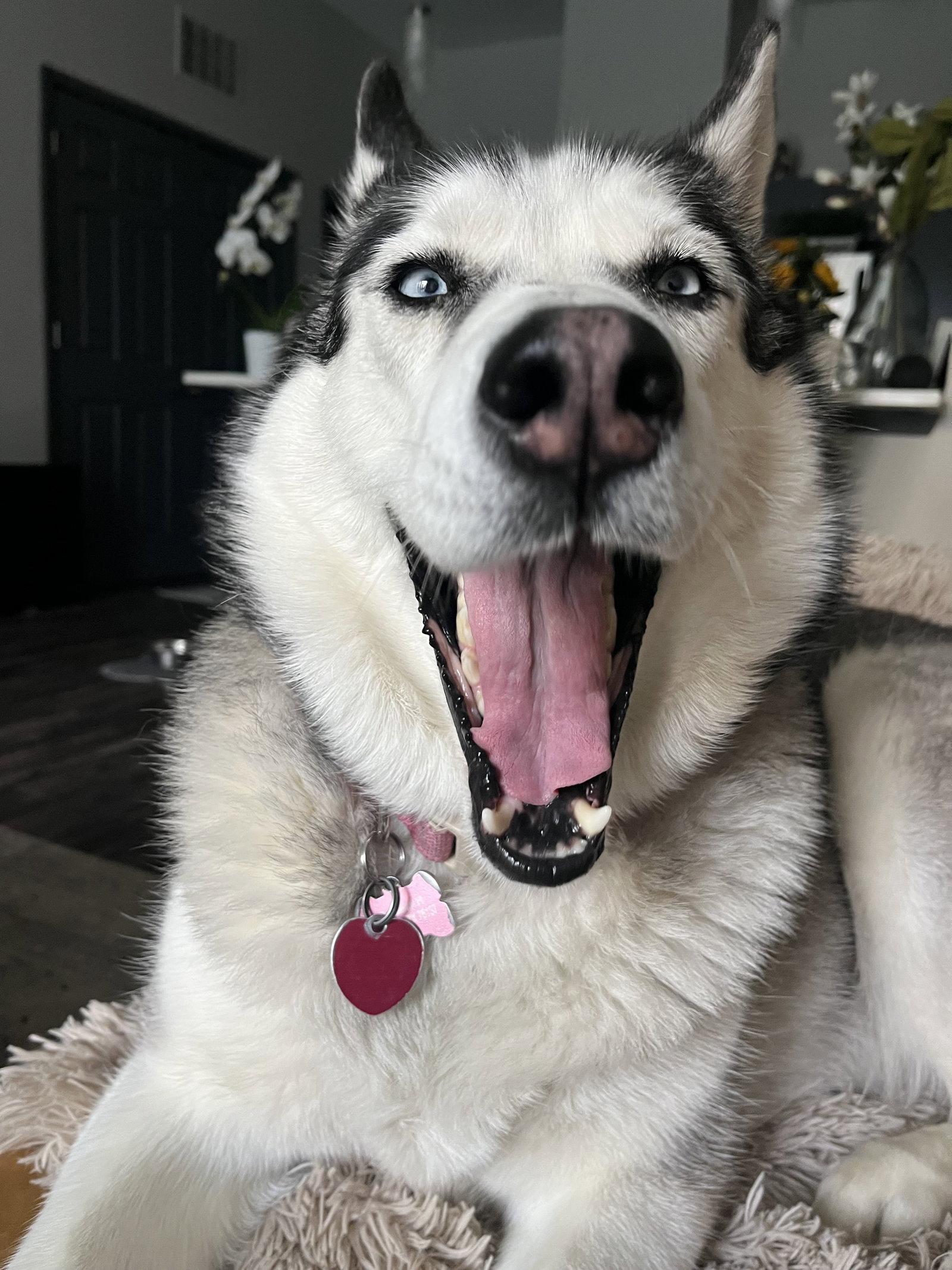 Enlarge Siya *Foster Needed*, a Adoptable Siberian Husky in Carrollton, TX image 2/3