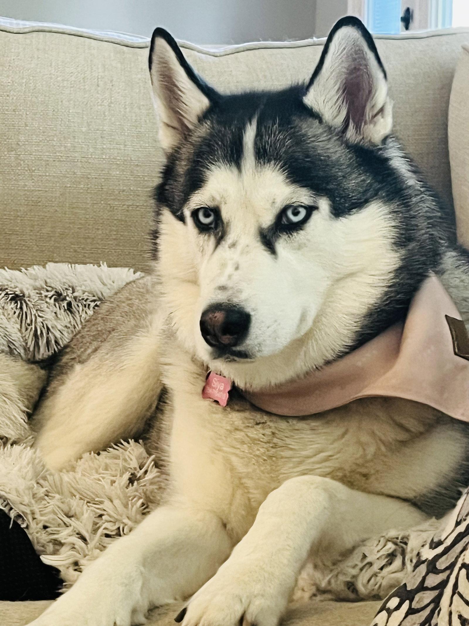 Enlarge Siya *Foster Needed*, a Adoptable Siberian Husky in Carrollton, TX image 3/3