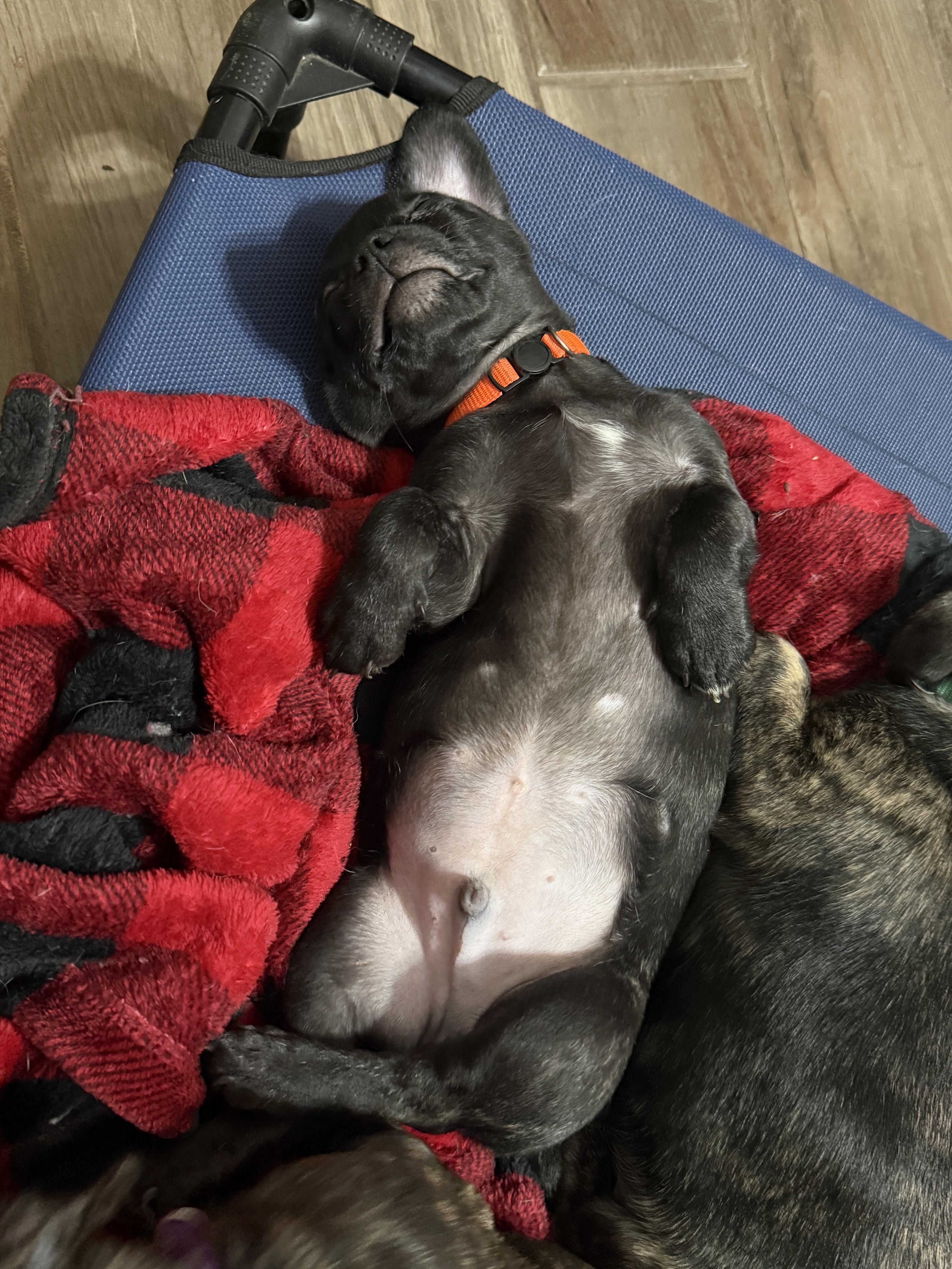 Enlarge Liam, a ADOPTABLE mixed breed in Temple, TX image 3/6