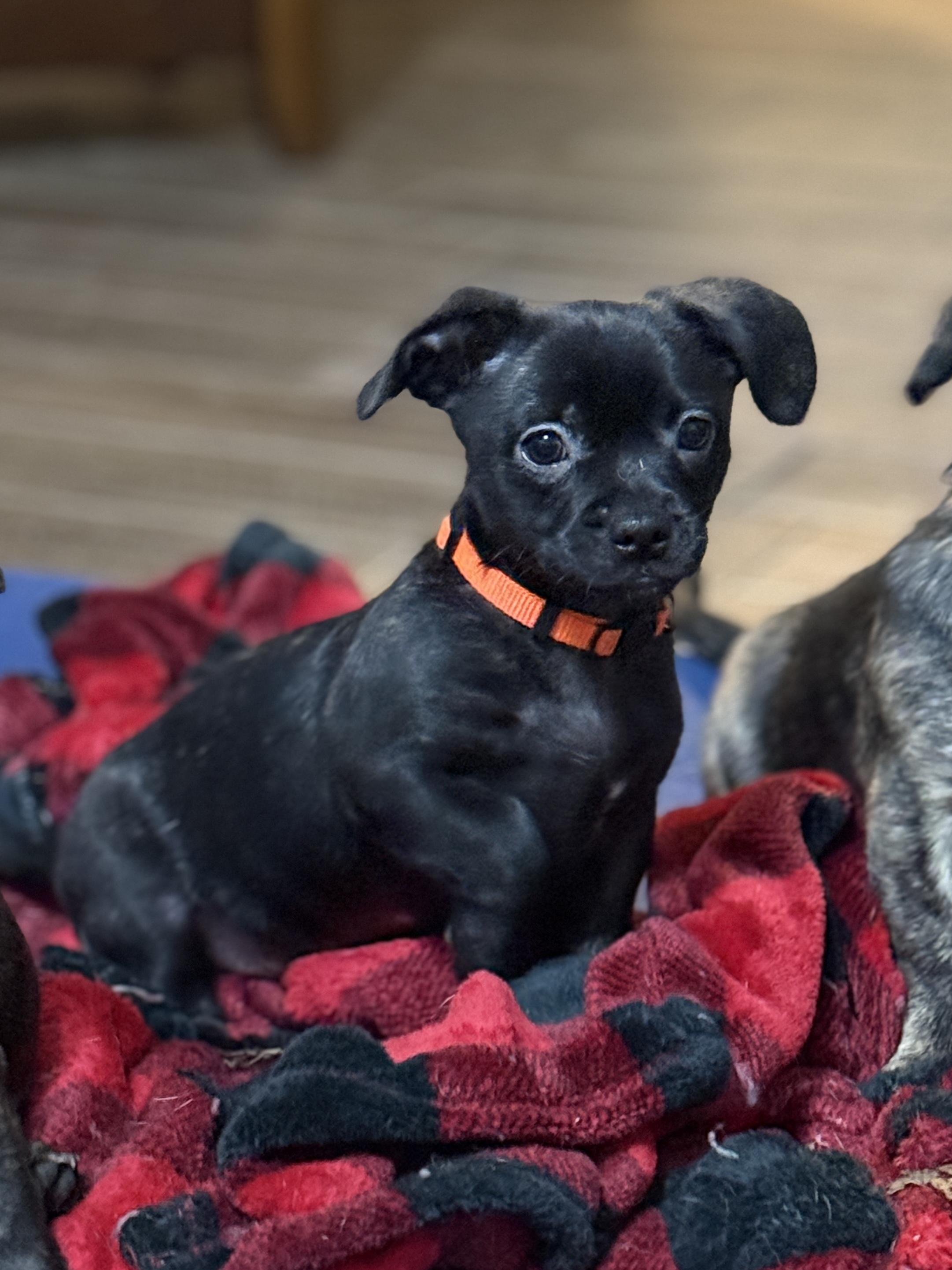 Enlarge Liam, a ADOPTABLE mixed breed in Temple, TX image 2/6