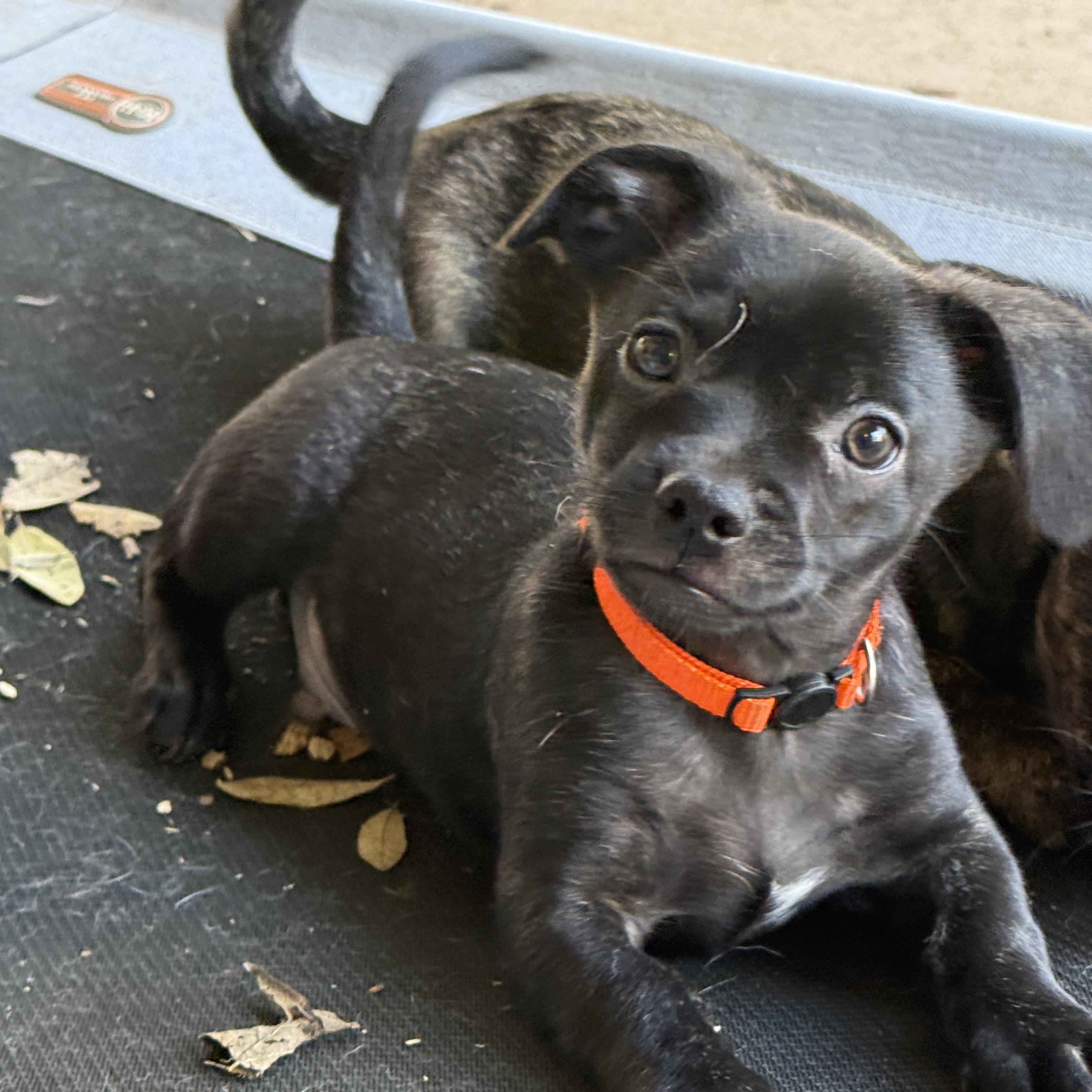 Enlarge Liam, a ADOPTABLE mixed breed in Temple, TX image 6/6