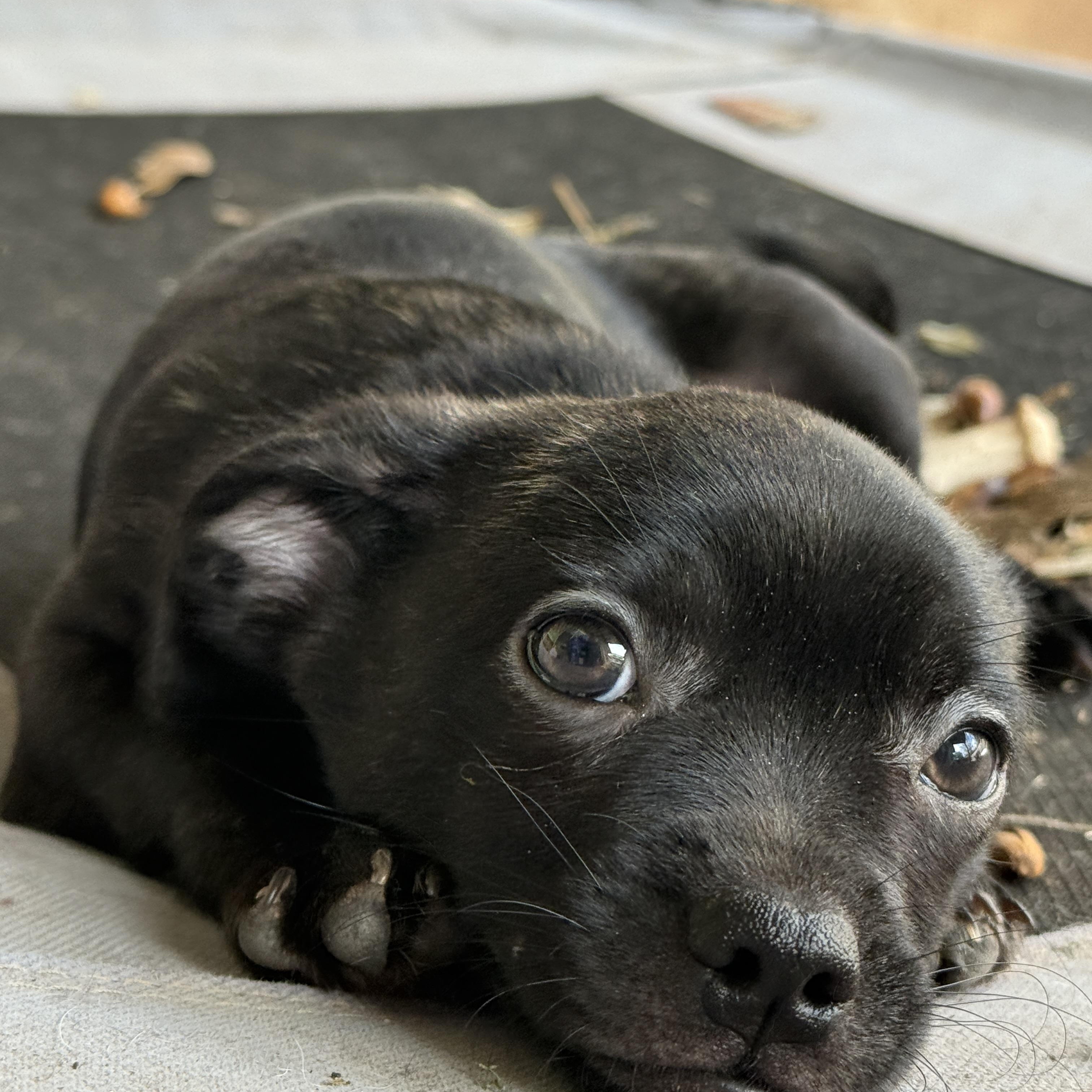 Enlarge Liam, a ADOPTABLE mixed breed in Temple, TX image 1/6