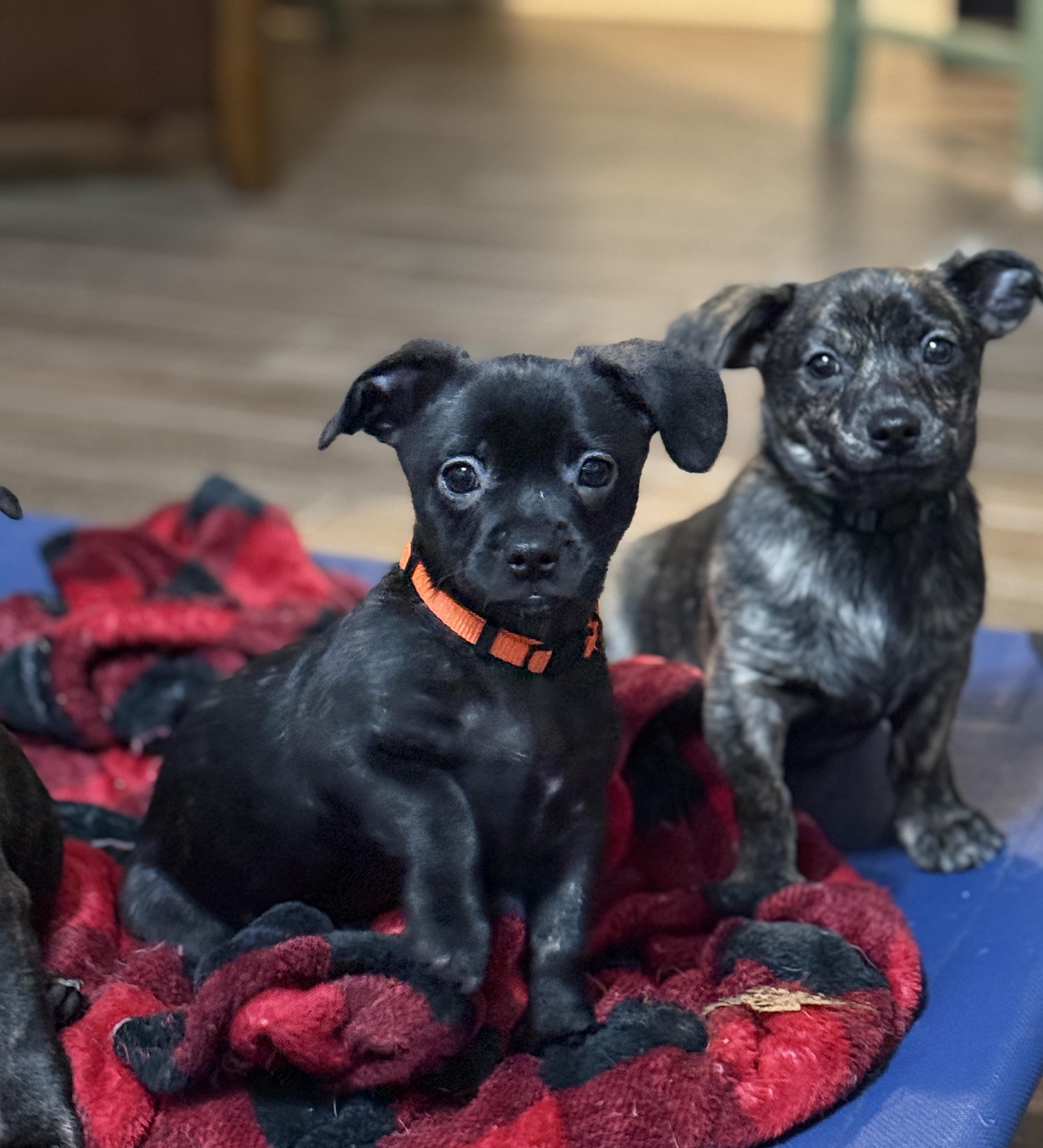 Enlarge Liam, a ADOPTABLE mixed breed in Temple, TX image 4/6