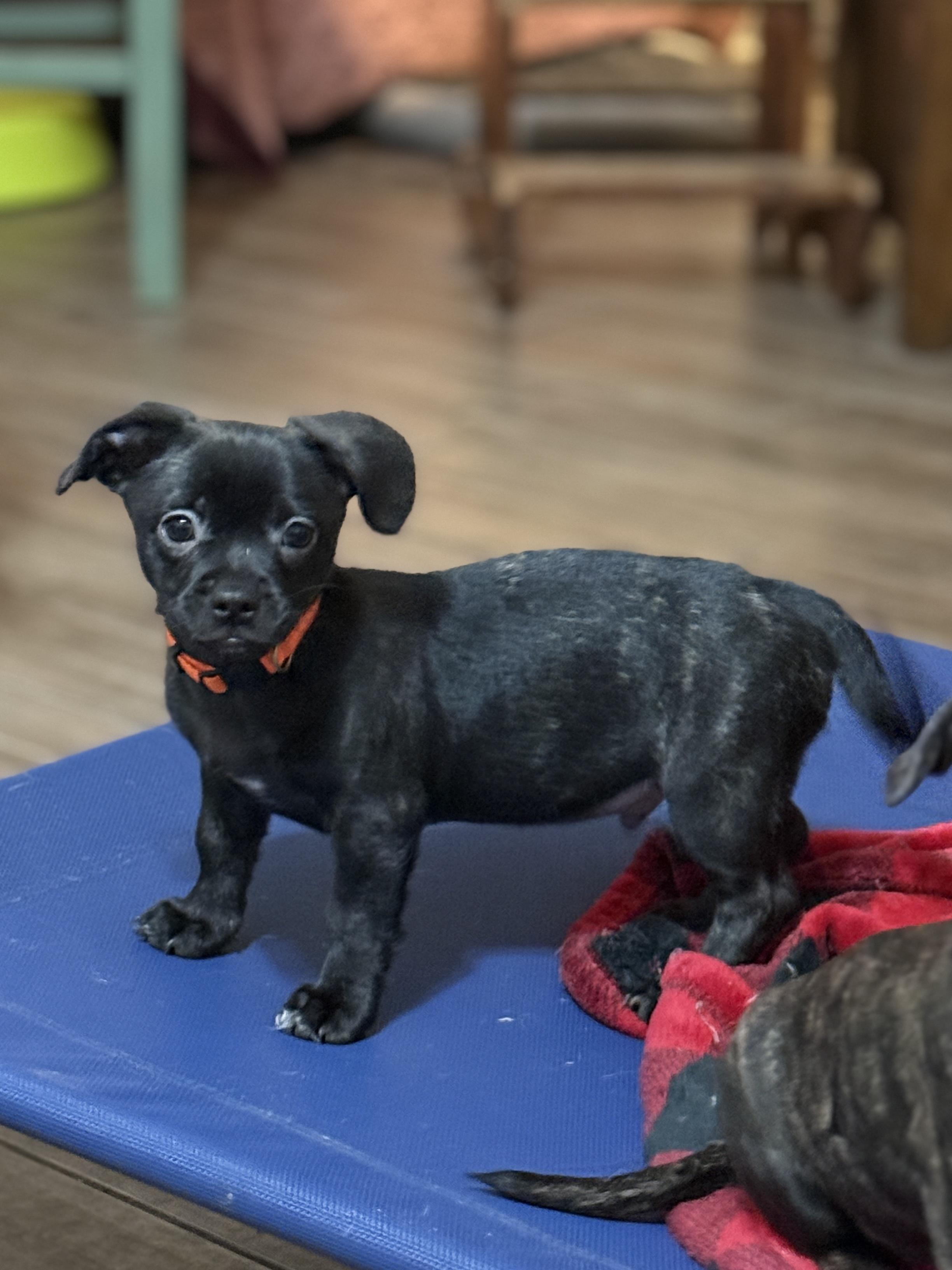 Enlarge Liam, a ADOPTABLE mixed breed in Temple, TX image 5/6
