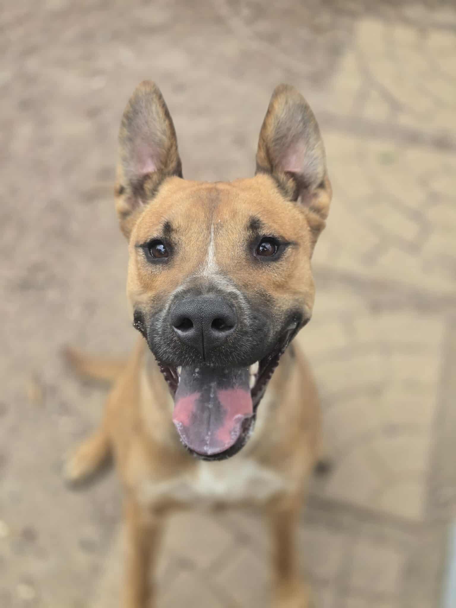 Banner, Adoptable, Adult Female Mixed Breed.