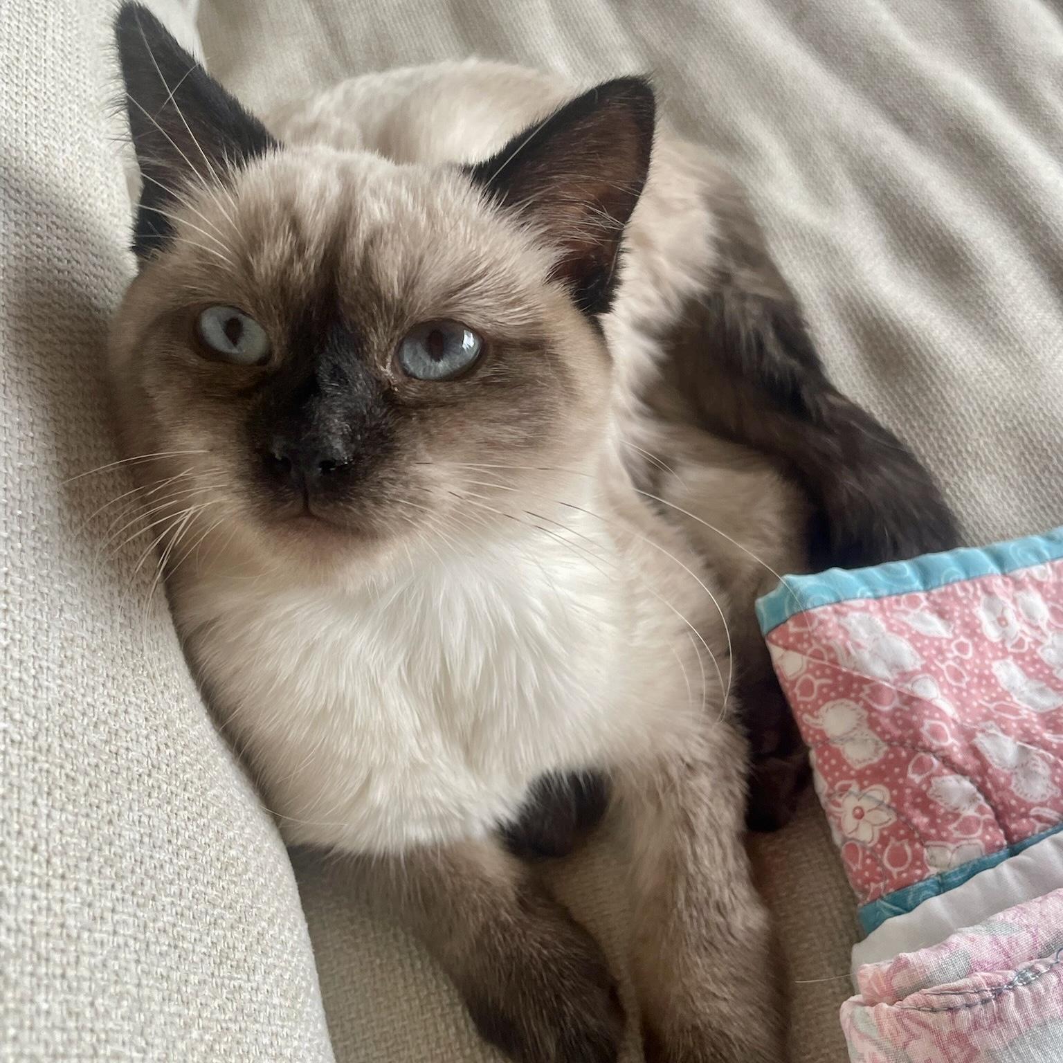 Miel (bonded with Mirabelle), Adoptable, Kitten Female Domestic Short Hair & Siamese.