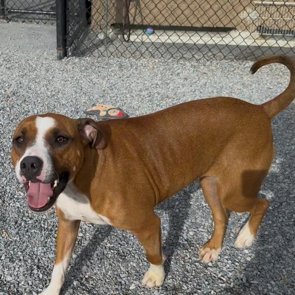 Mako, a ADOPTABLE mixed breed in Marion, NC image 1/5