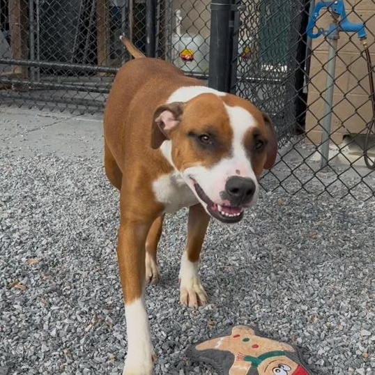 Mako, a ADOPTABLE mixed breed in Marion, NC image 2/5