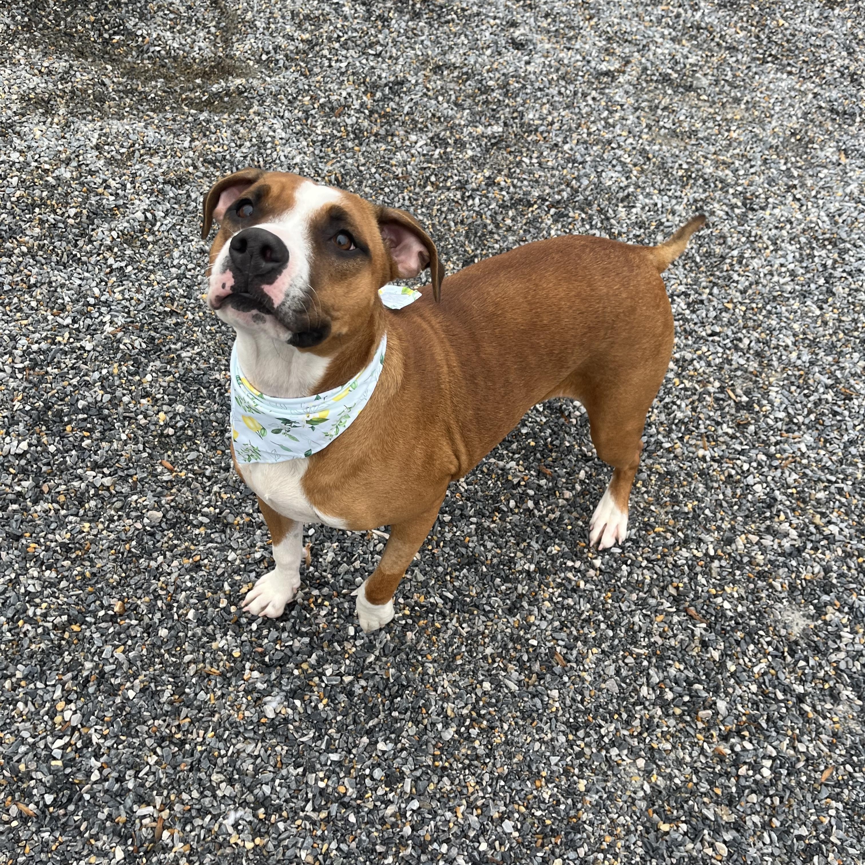 Mako, a ADOPTABLE mixed breed in Marion, NC image 3/5