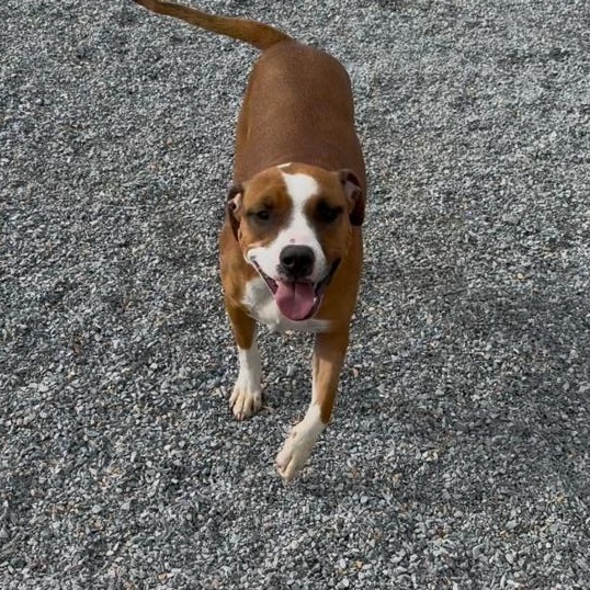 Mako, a ADOPTABLE mixed breed in Marion, NC image 4/5