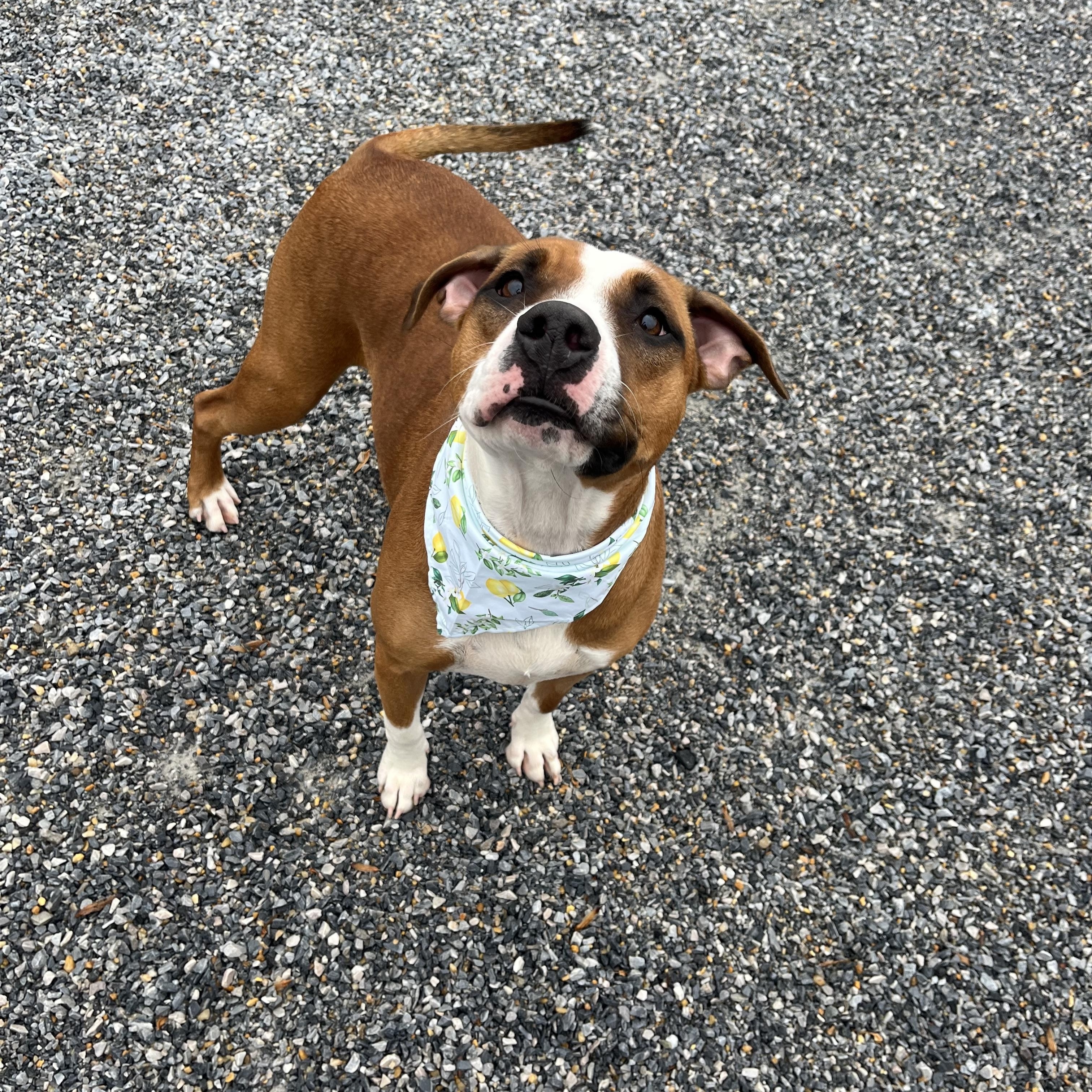 Mako, a ADOPTABLE mixed breed in Marion, NC image 5/5