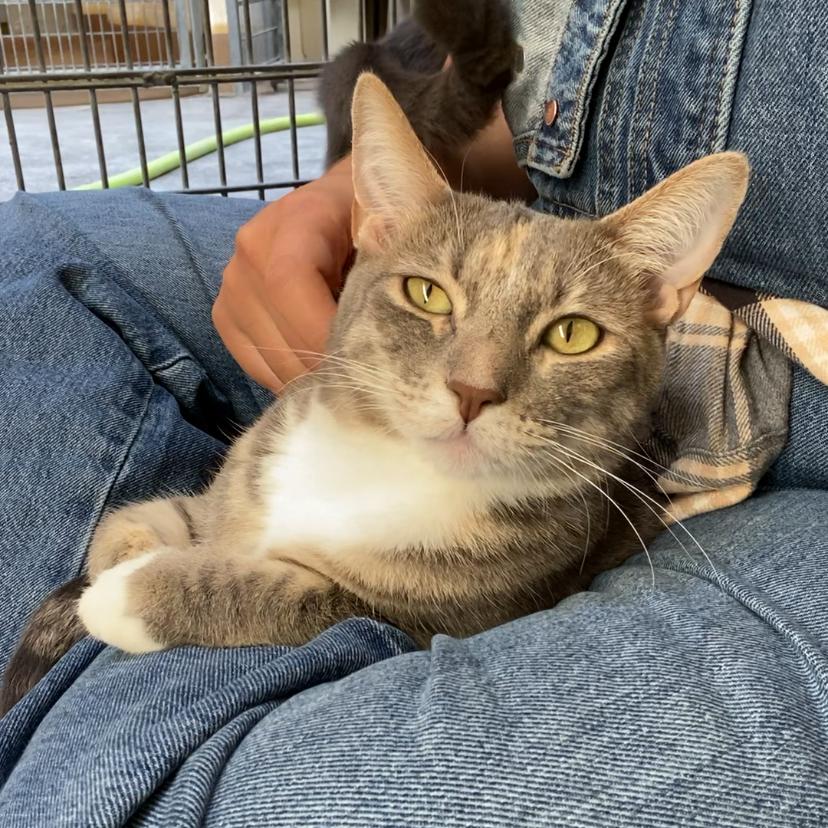 Catalina — thumbnail 2