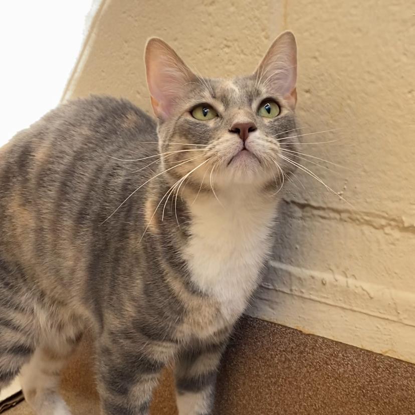 Catalina — thumbnail 3