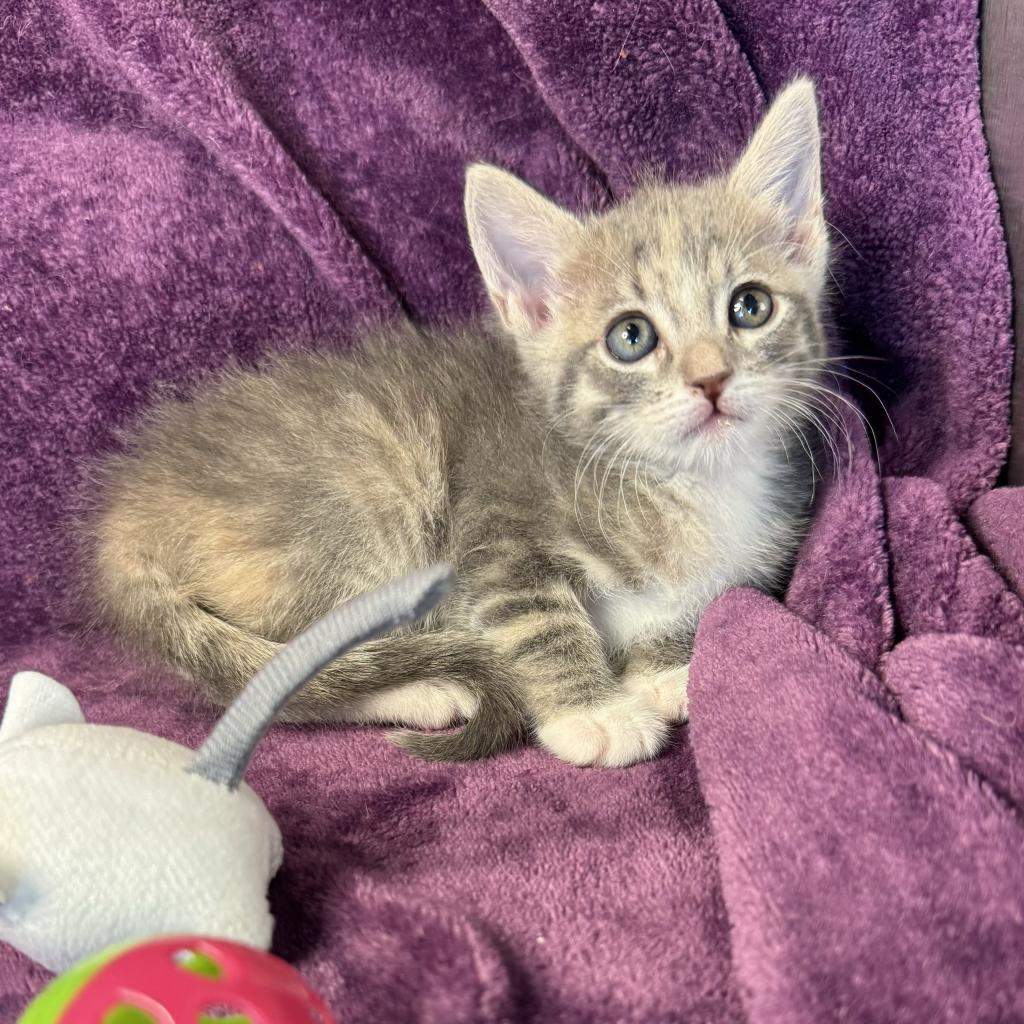 Catalina — thumbnail 4