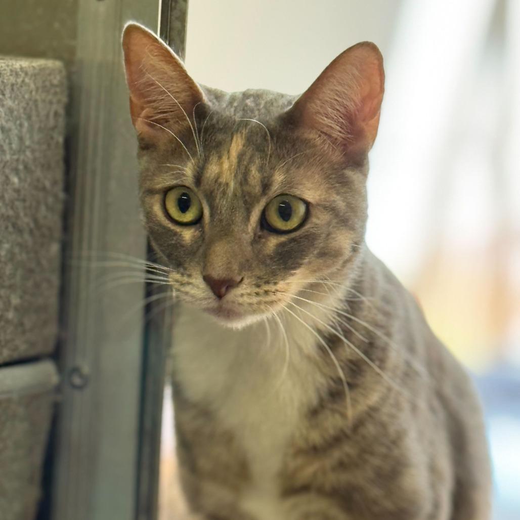 Catalina — thumbnail 6