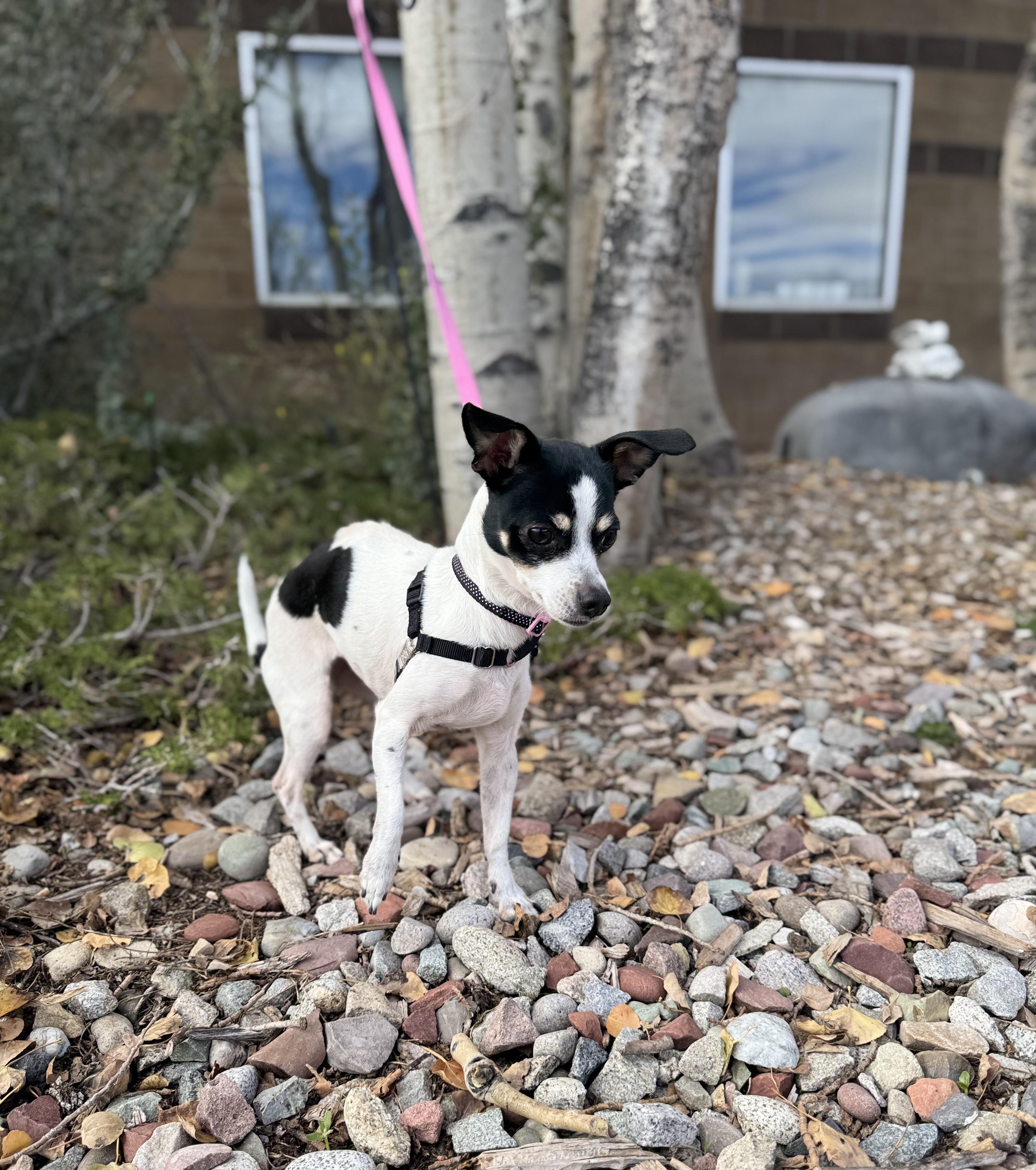 Enlarge Estrella, a Adopted Chihuahua in Eagle, CO image 2/6