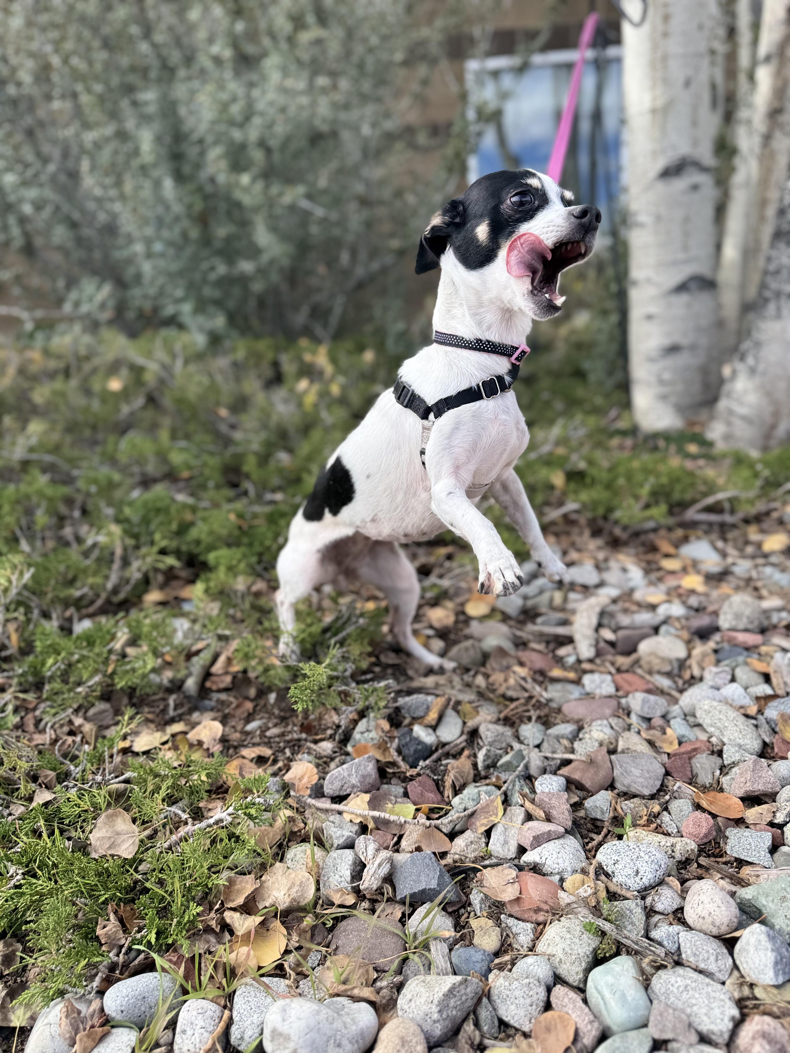 Enlarge Estrella, a Adopted Chihuahua in Eagle, CO image 6/6