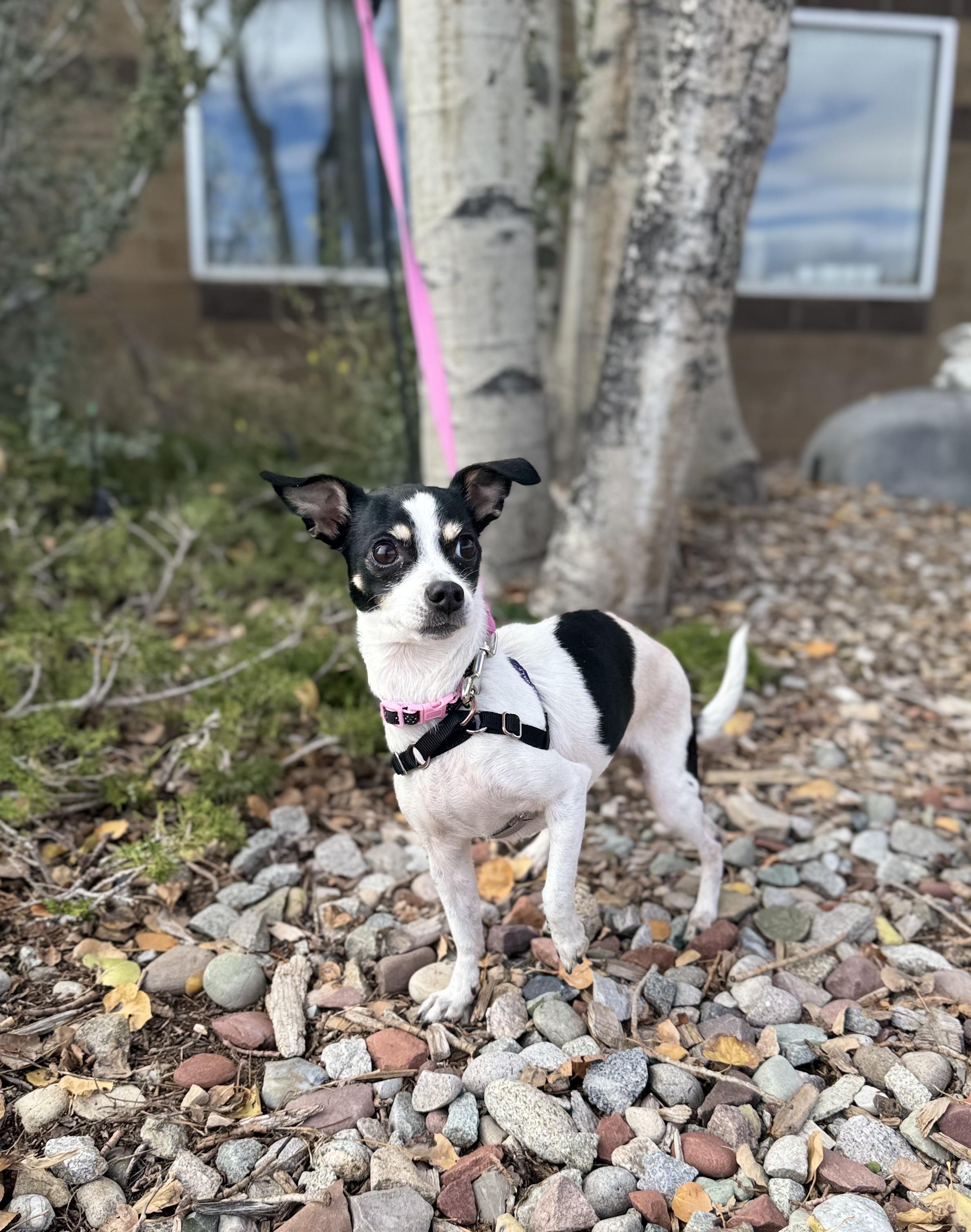 Estrella, Adopted, Adult Female Chihuahua.