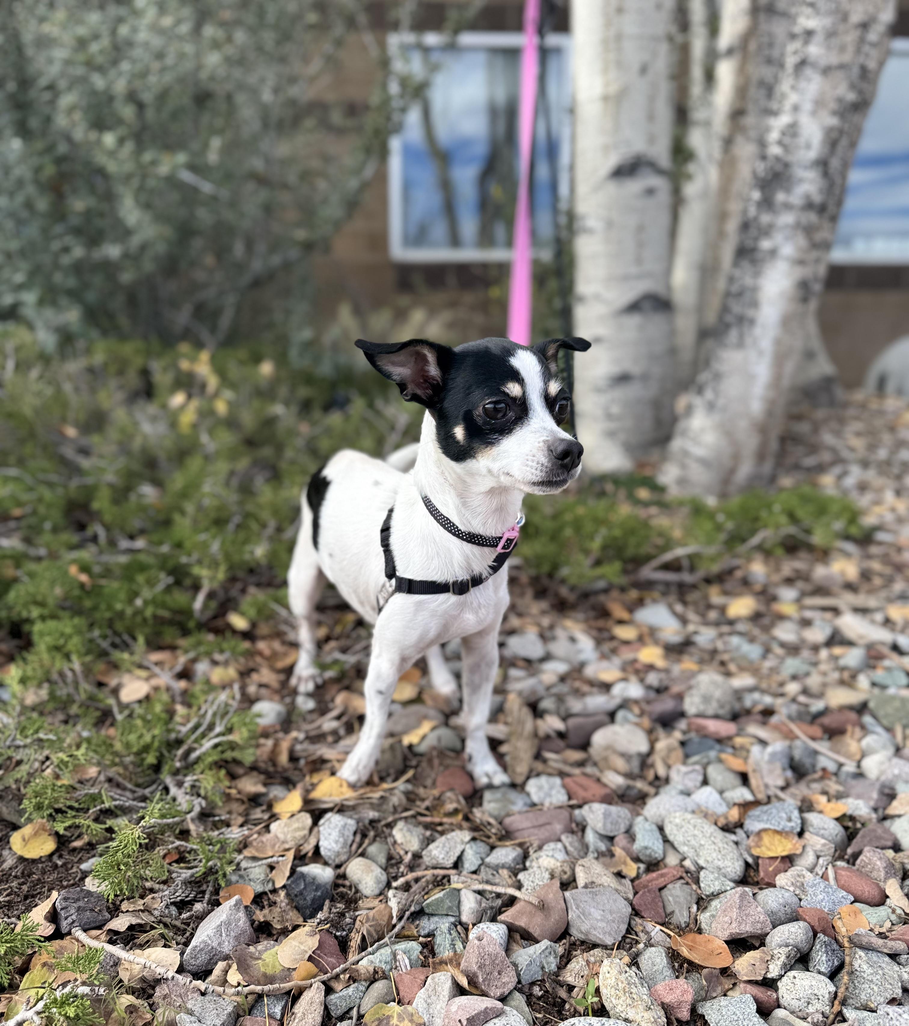 Enlarge Estrella, a Adopted Chihuahua in Eagle, CO image 3/6