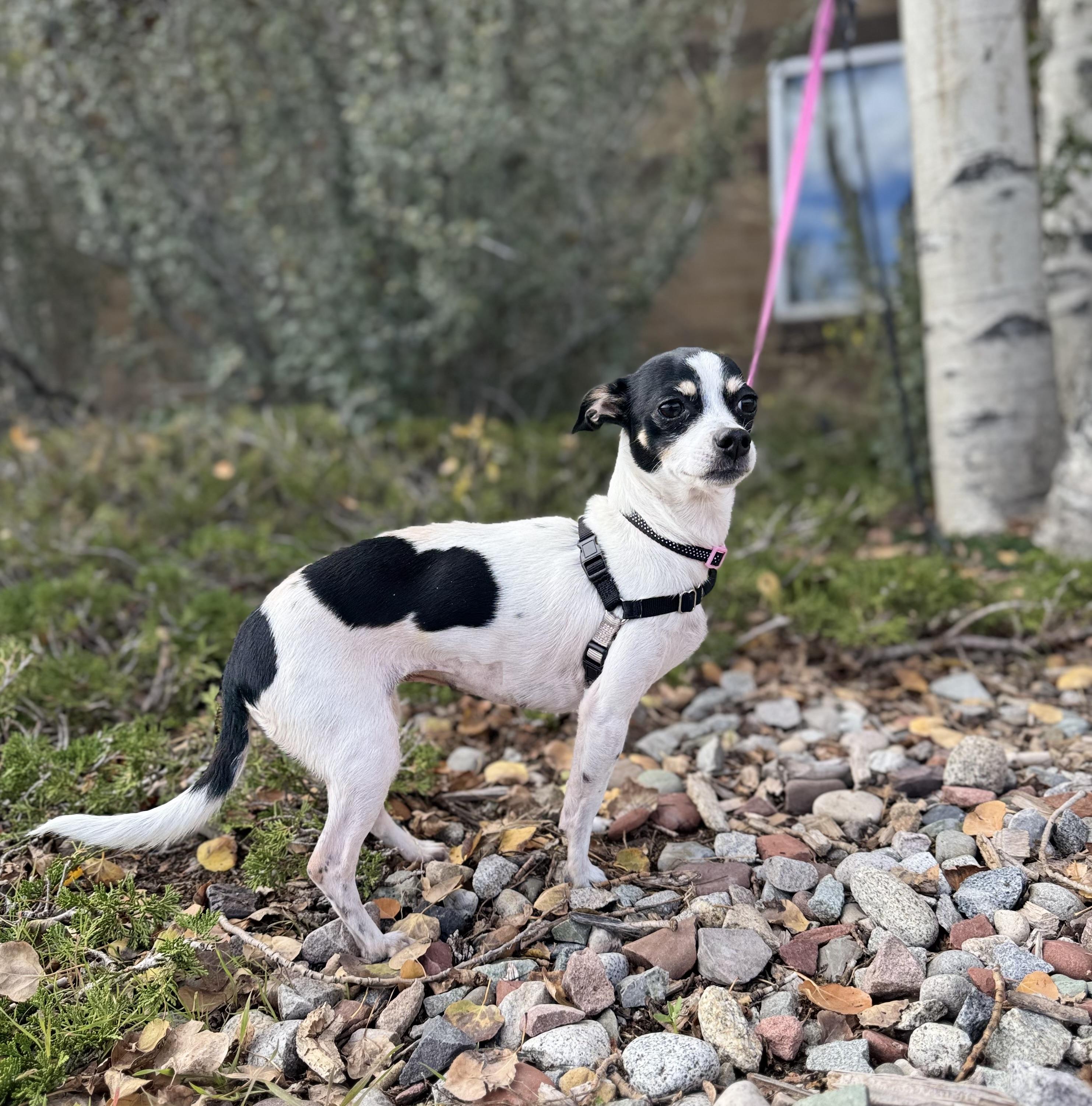 Enlarge Estrella, a Adopted Chihuahua in Eagle, CO image 4/6