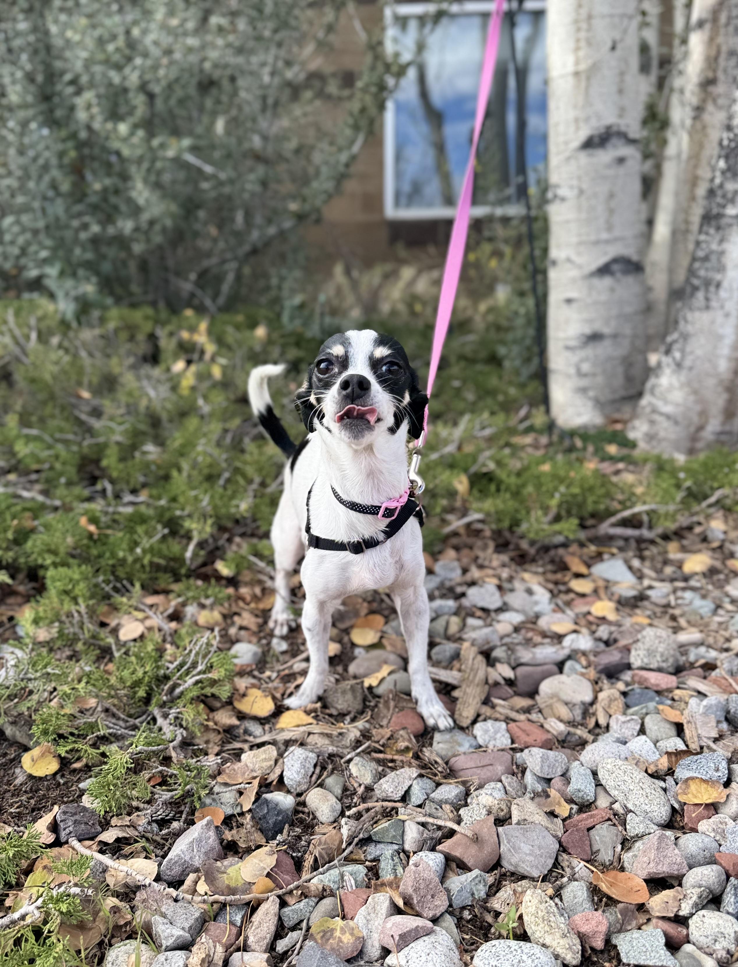 Enlarge Estrella, a Adopted Chihuahua in Eagle, CO image 5/6