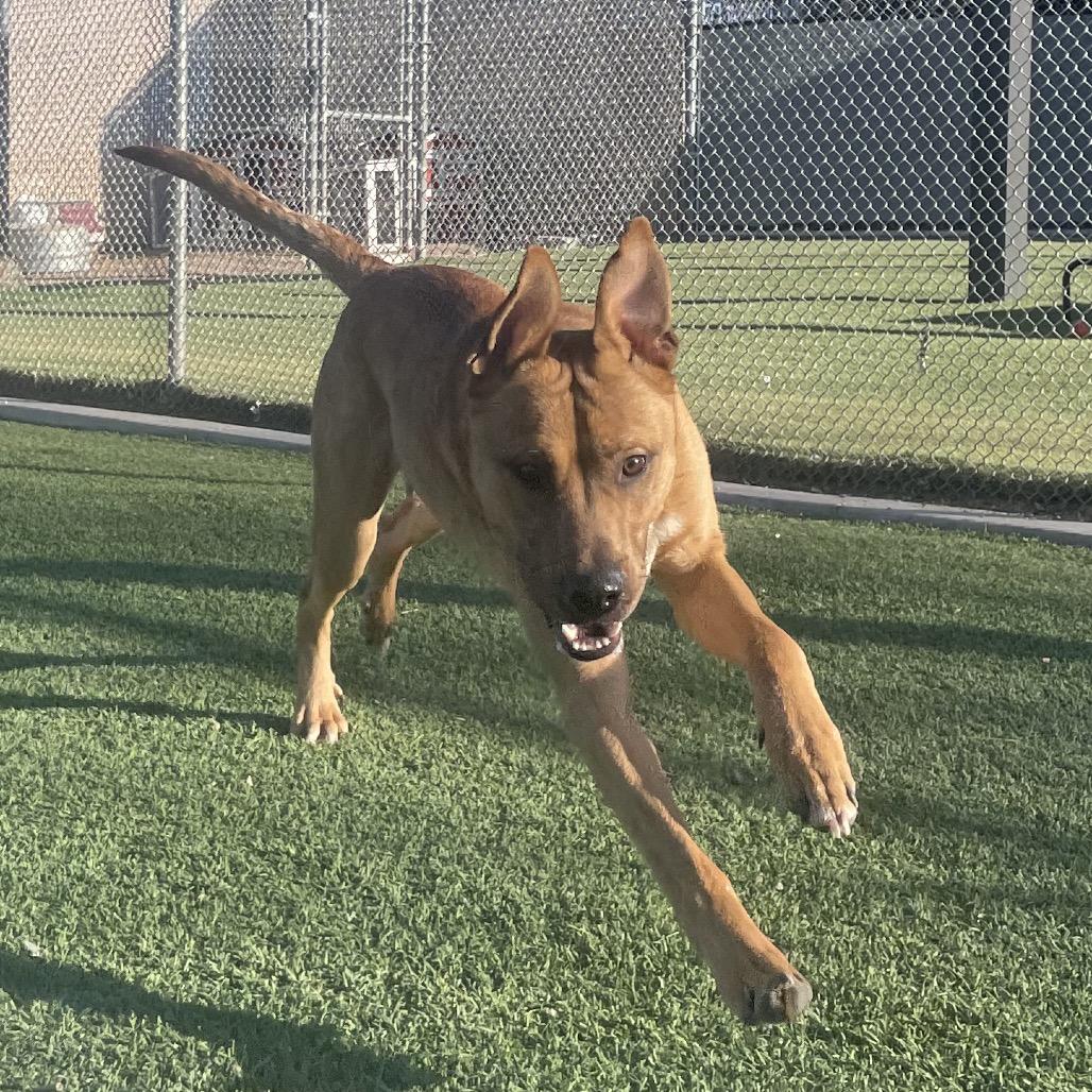 Zeus, a Adoptable mixed breed in Henderson, NV image 1/4