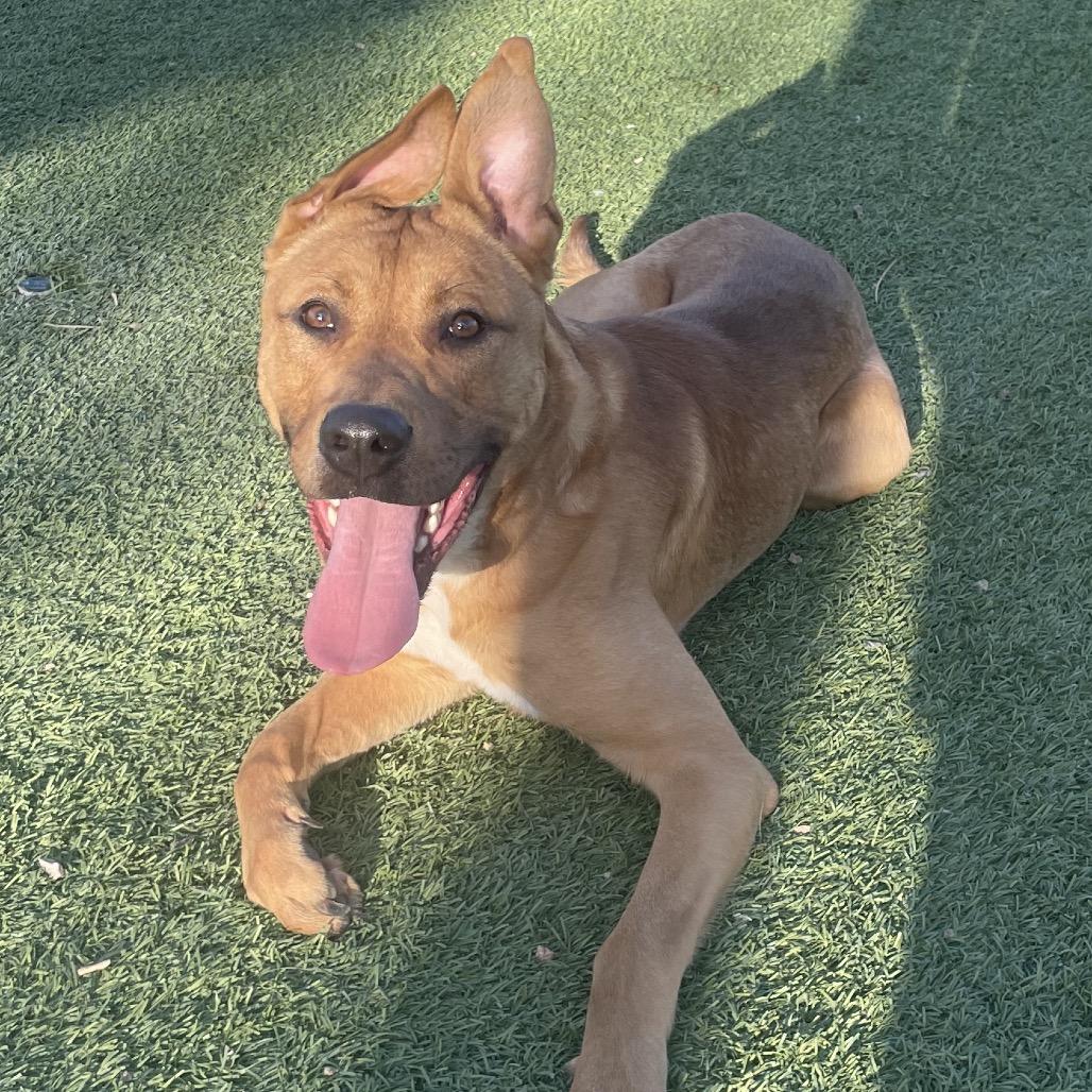 Zeus, a Adoptable mixed breed in Henderson, NV image 2/4