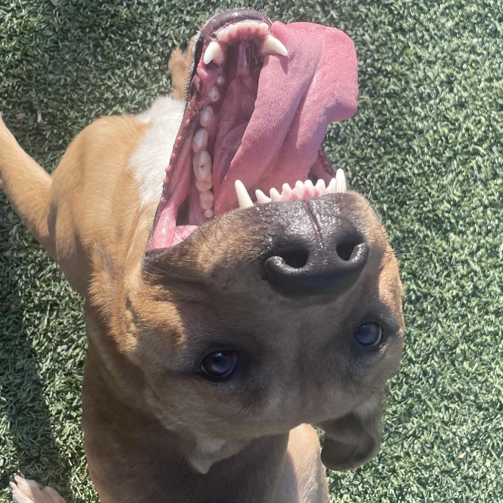 Zeus, a Adoptable mixed breed in Henderson, NV image 3/4