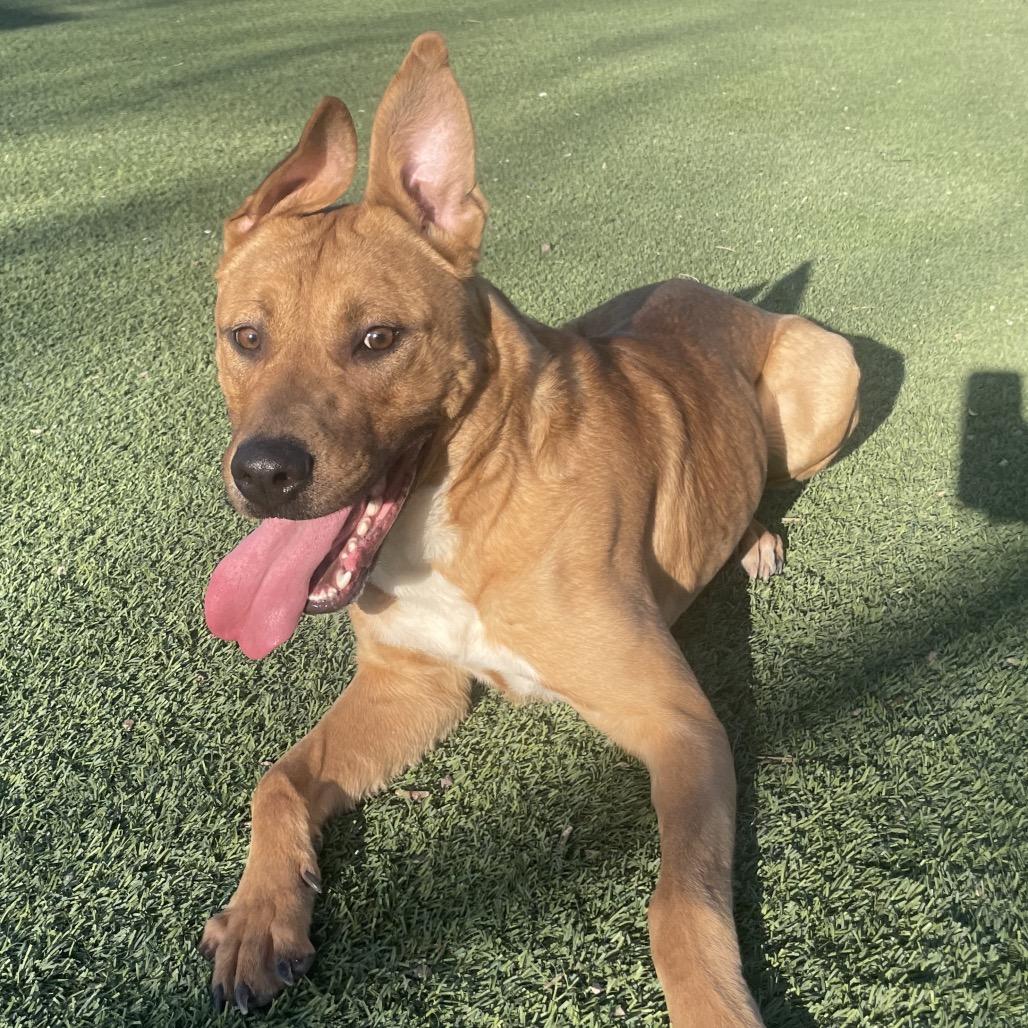 Zeus, a Adoptable mixed breed in Henderson, NV image 4/4