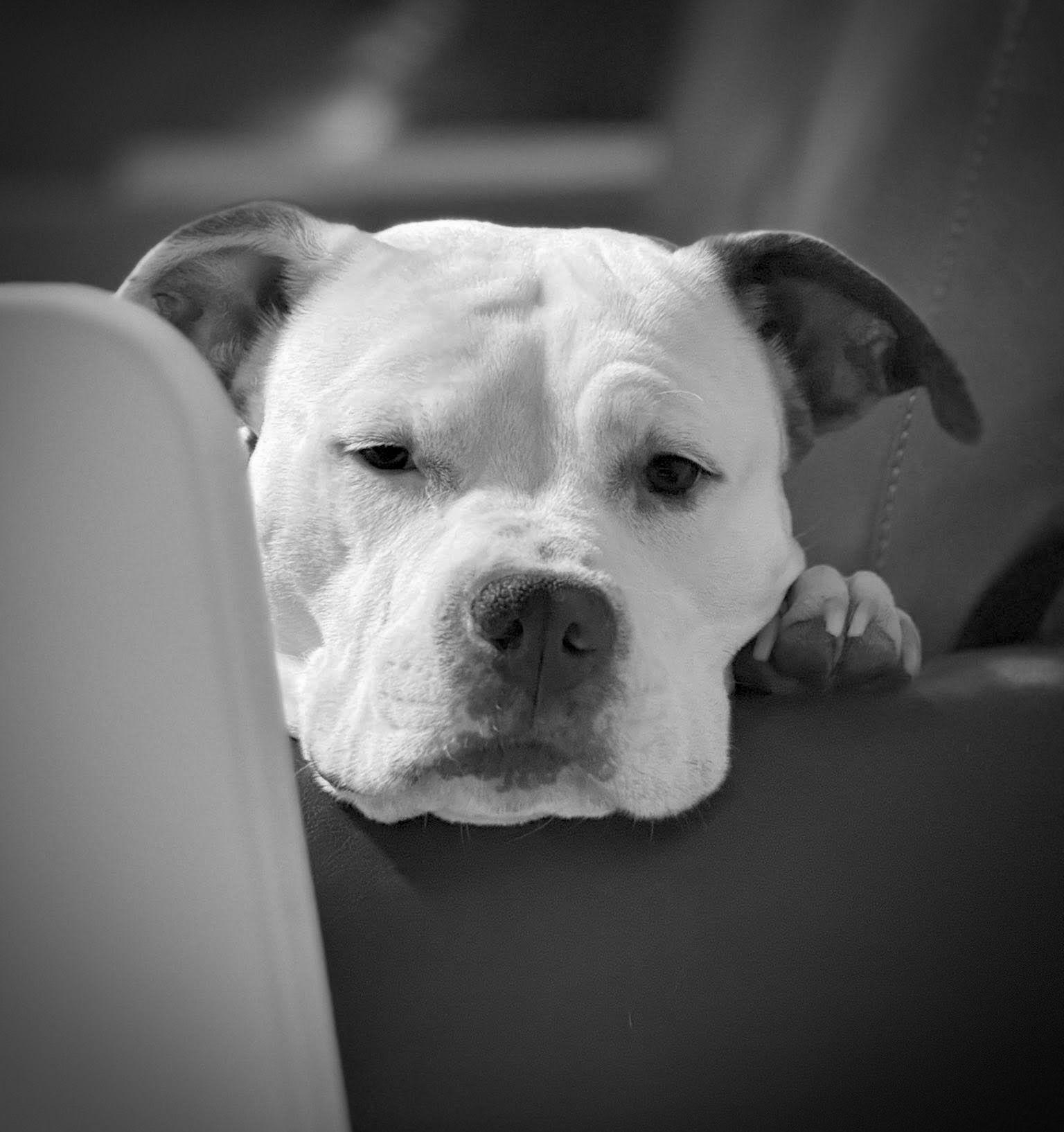 Enlarge Grace, a Adoptable Terrier in Blackwood, NJ image 1/3