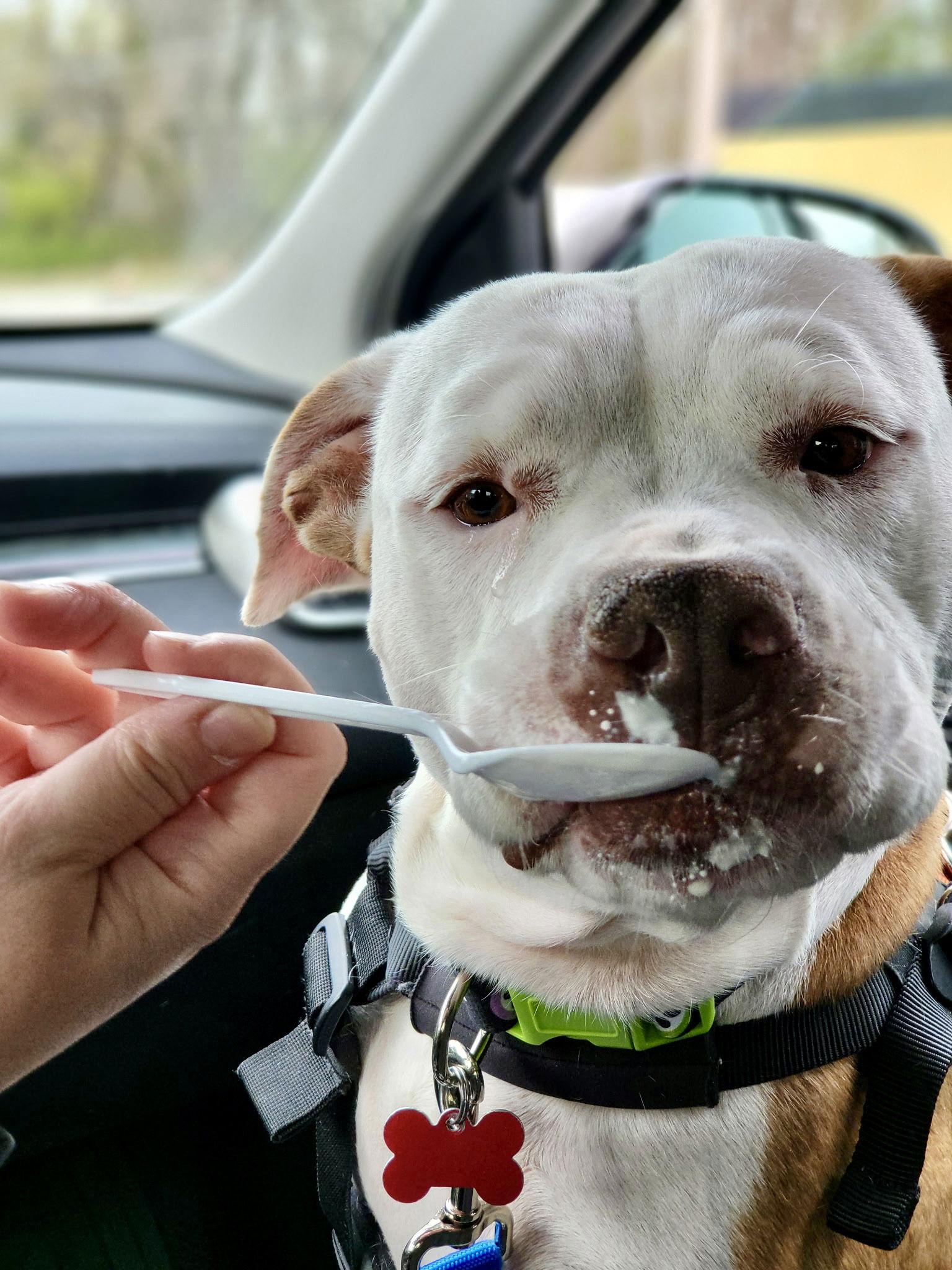 Grace, a Adoptable Terrier in Blackwood, NJ image 1/3