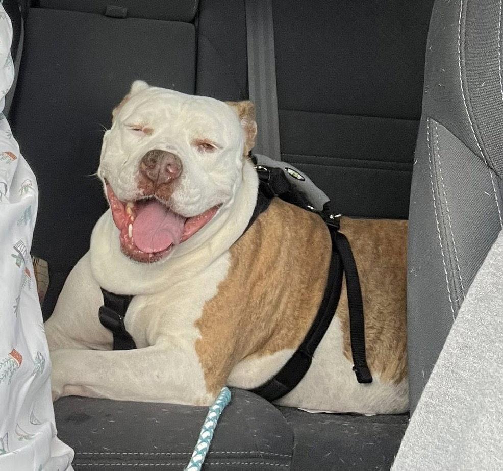 Grace, Adoptable, Adult Female Terrier.