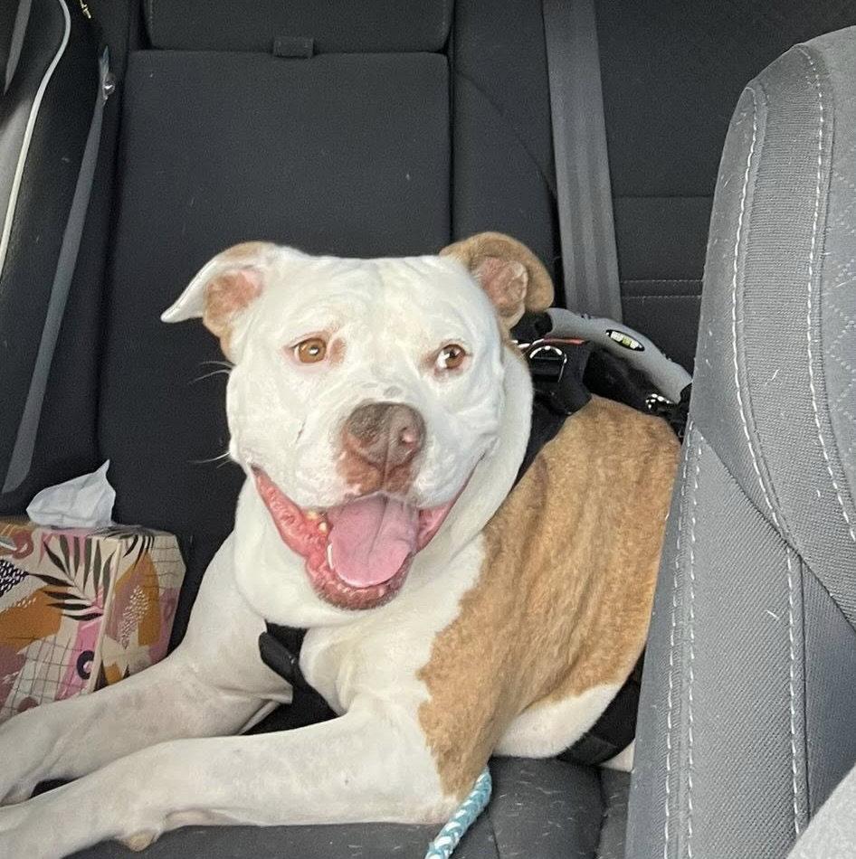 Grace, Adoptable, Adult Female Terrier.