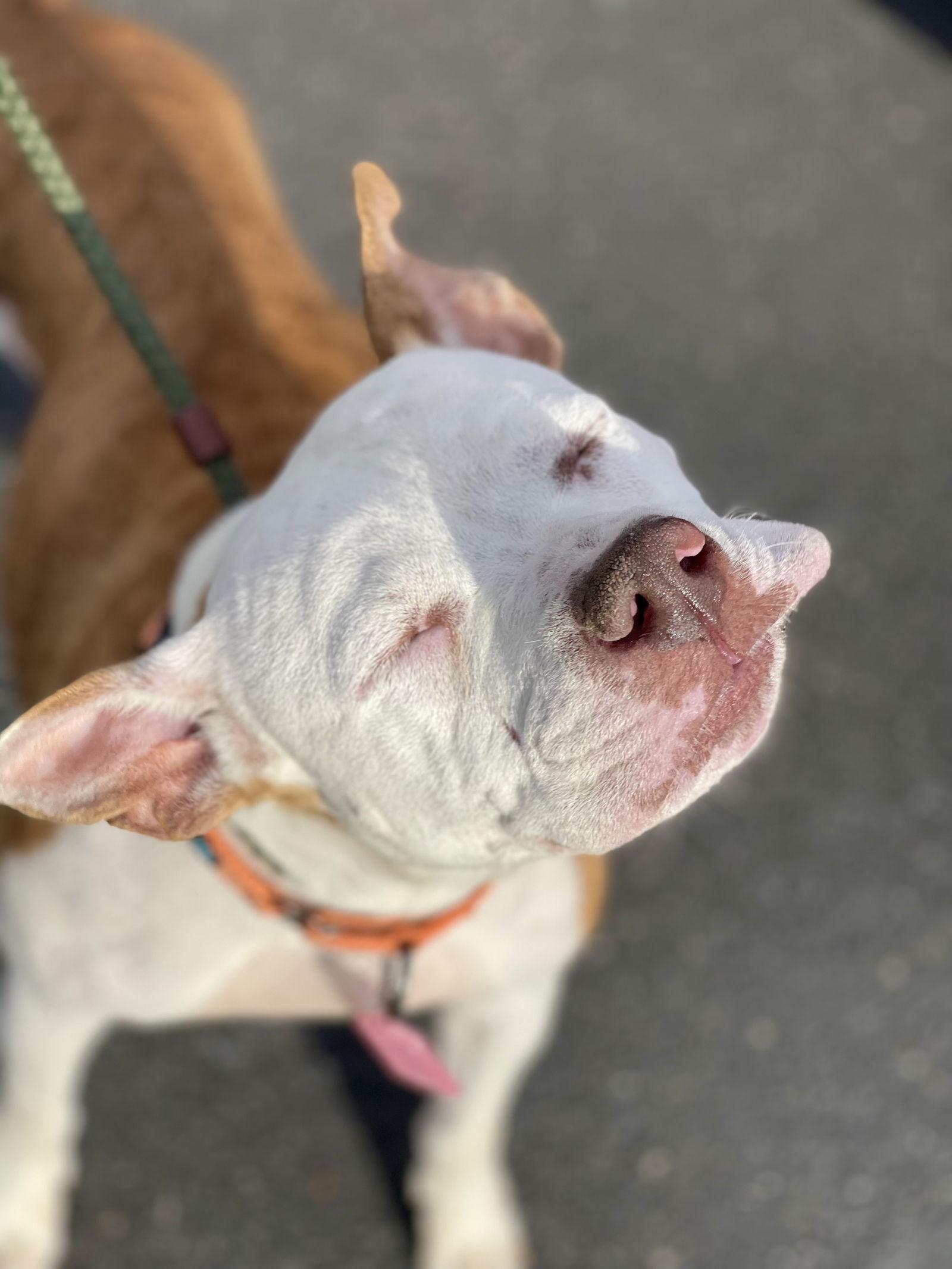 Grace, a Adoptable Terrier in Blackwood, NJ image 2/3