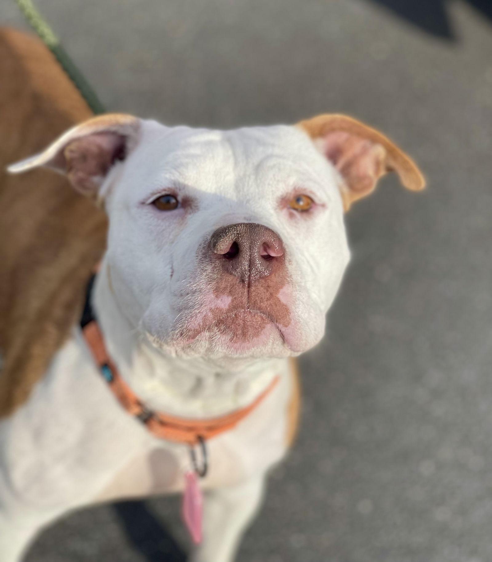 Grace, a Adoptable Terrier in Blackwood, NJ image 3/3