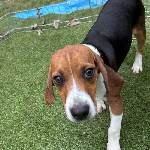 Brooks, Adoptable, Puppy Male Beagle.