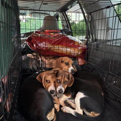Brooks, a Adoptable Beagle in Kent, WA image 3/5