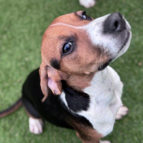 Brooks, a Adoptable Beagle in Kent, WA image 4/5