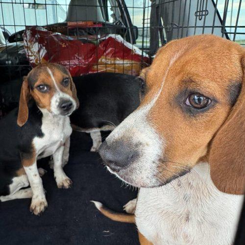 Brooks, a Adoptable Beagle in Kent, WA image 5/5