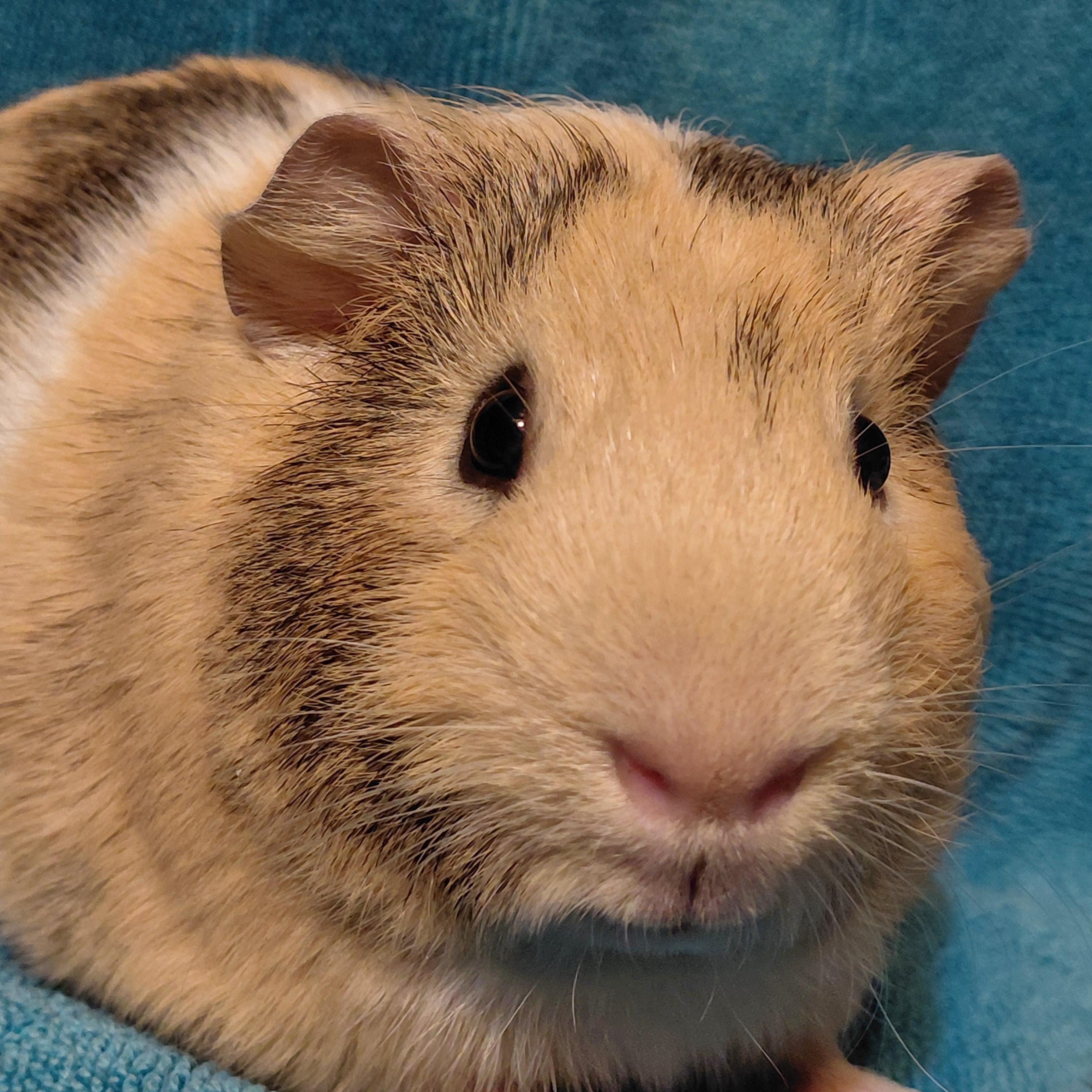 Enlarge Boris, a ADOPTABLE Guinea Pig in Cincinnati, OH image 1/6