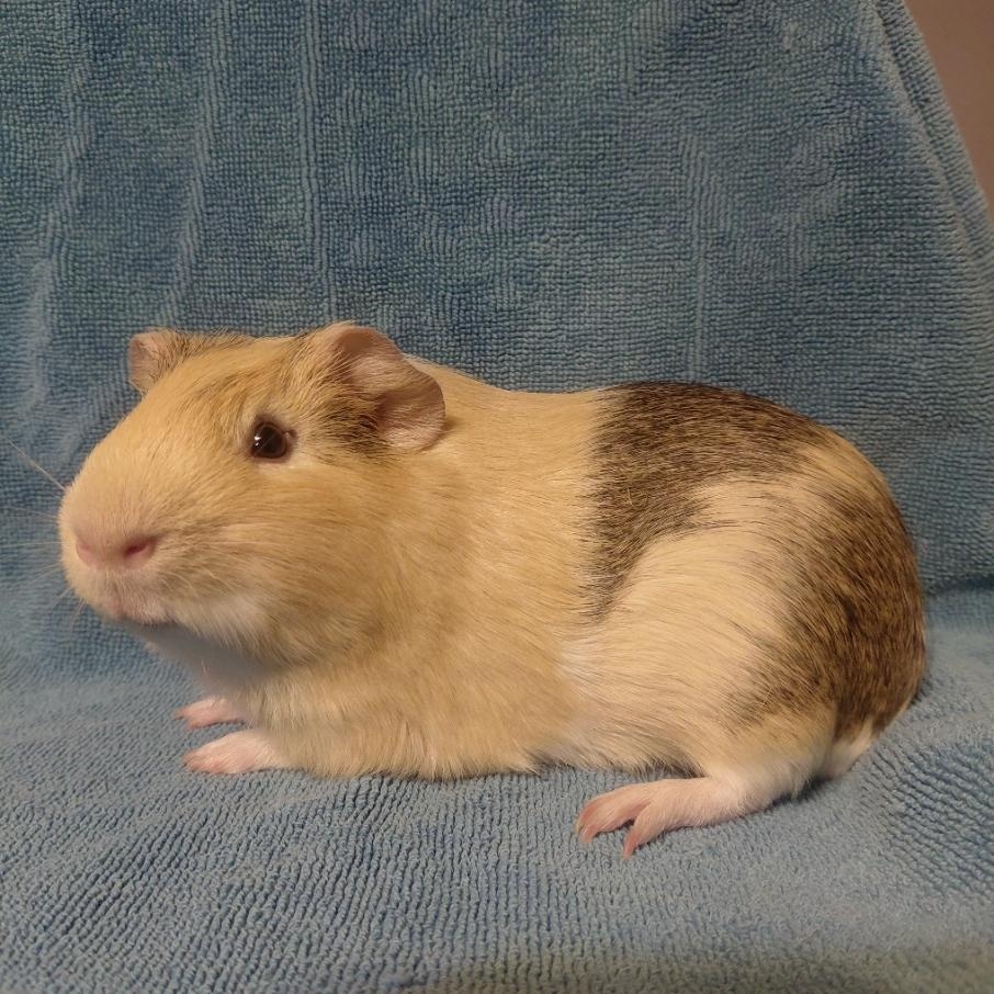 Enlarge Boris, a ADOPTABLE Guinea Pig in Cincinnati, OH image 6/6