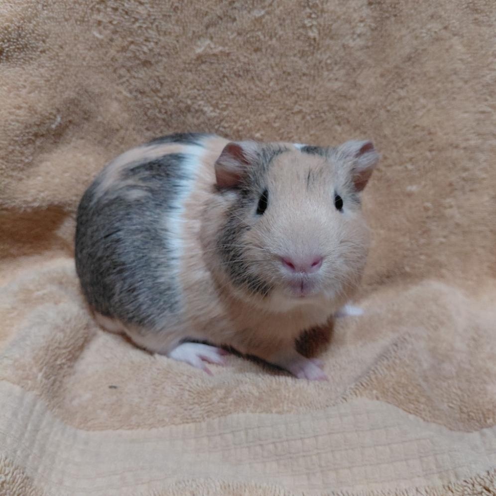 Enlarge Boris, a ADOPTABLE Guinea Pig in Cincinnati, OH image 3/6