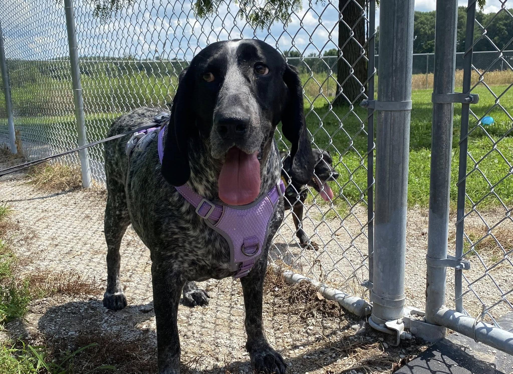 Sadie Mae, a ADOPTABLE Bluetick Coonhound in Indianapolis, IN image 5/6