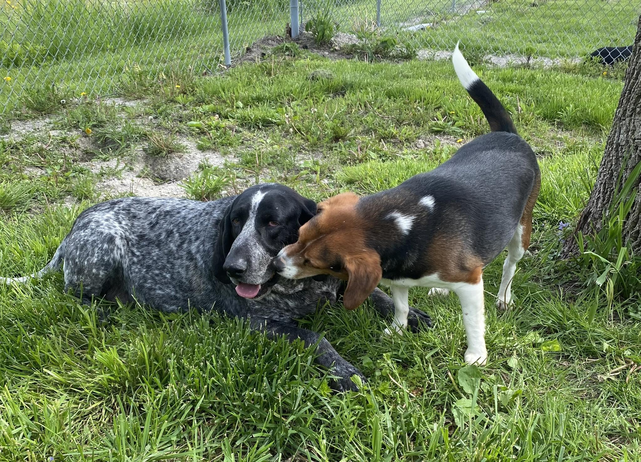 Sadie Mae, a ADOPTABLE Bluetick Coonhound in Indianapolis, IN image 2/6