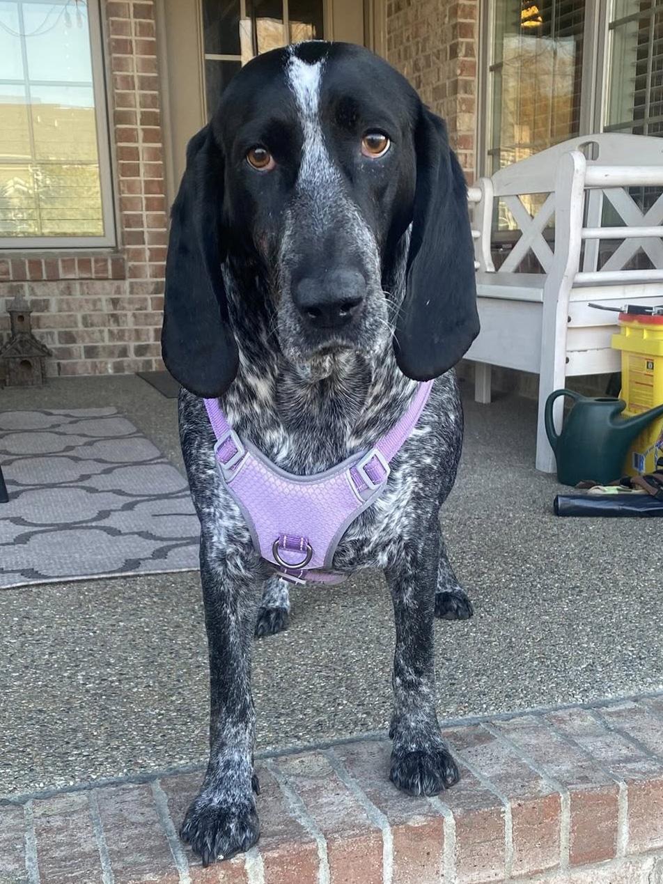 Sadie Mae, ADOPTABLE, Adult Female Bluetick Coonhound.