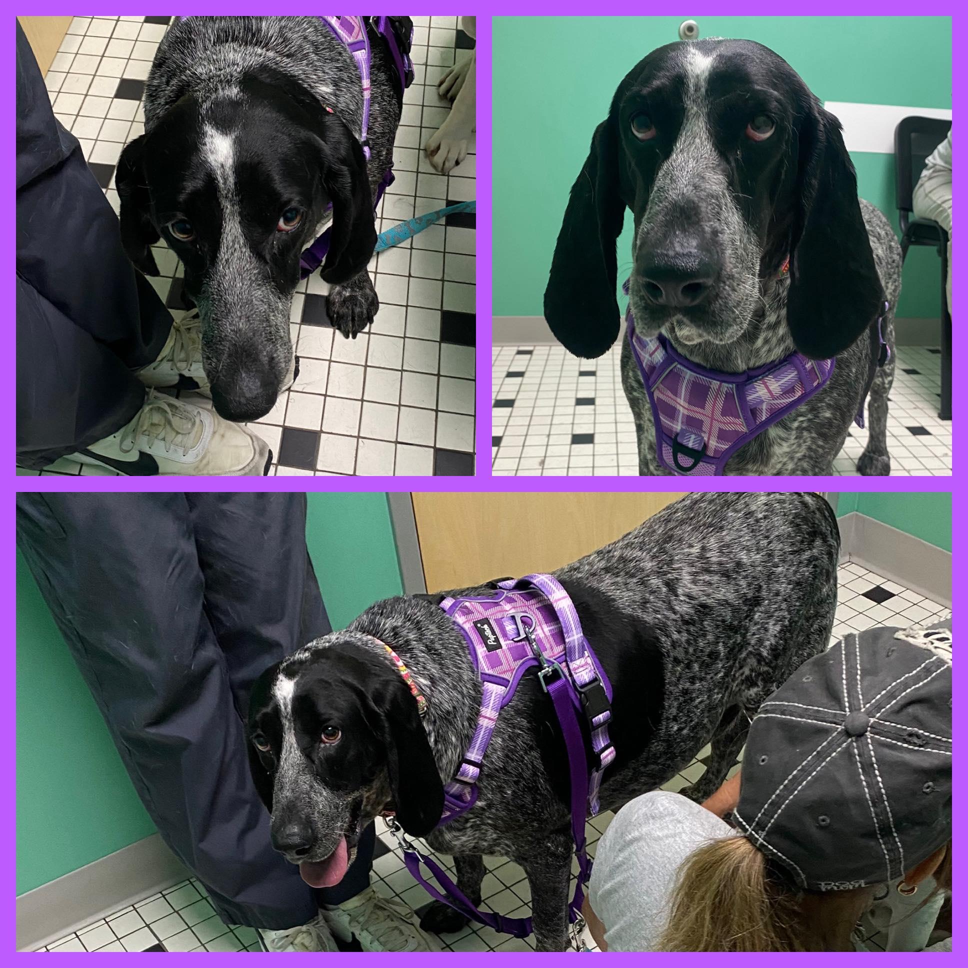Sadie Mae, a ADOPTABLE Bluetick Coonhound in Indianapolis, IN image 3/6