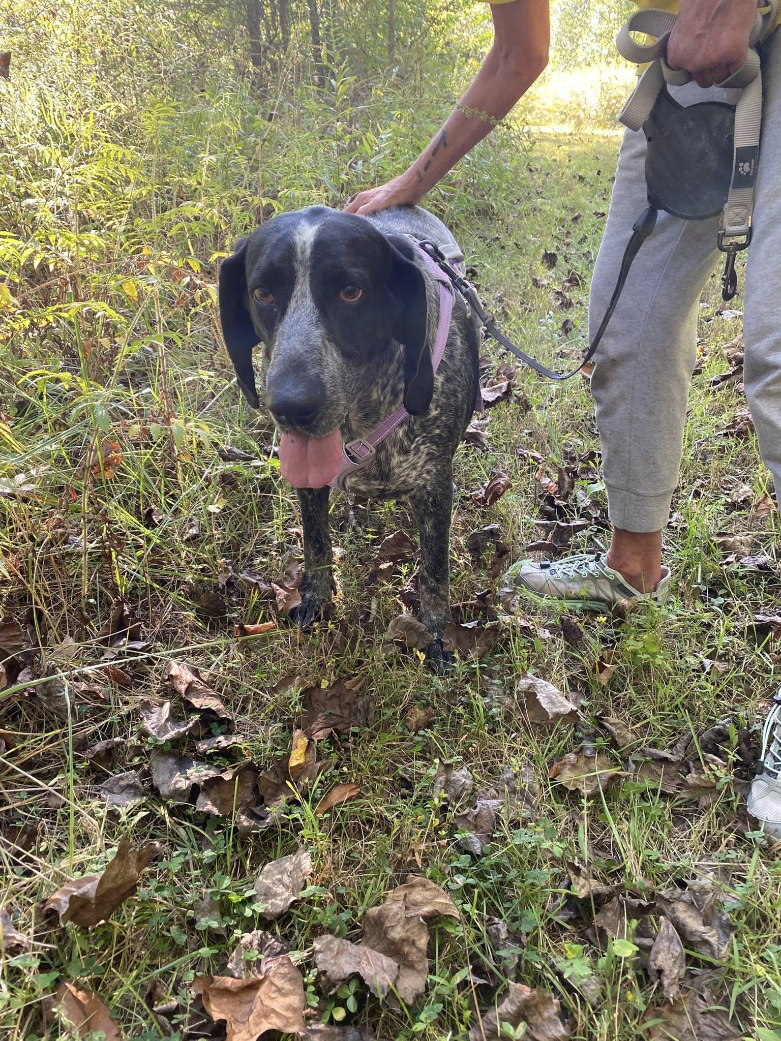 Sadie Mae, a ADOPTABLE Bluetick Coonhound in Indianapolis, IN image 4/6
