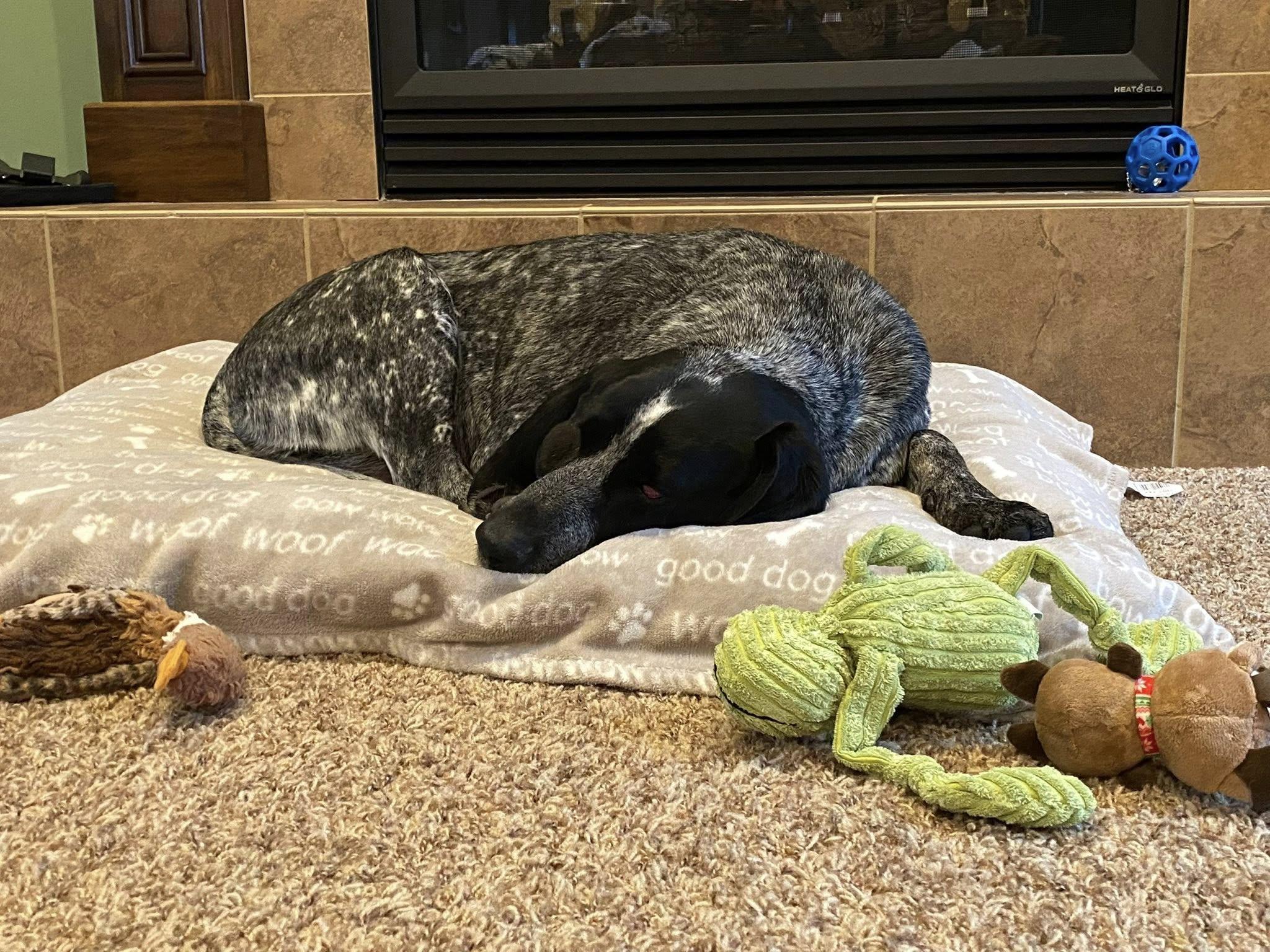 Sadie Mae, a ADOPTABLE Bluetick Coonhound in Indianapolis, IN image 6/6