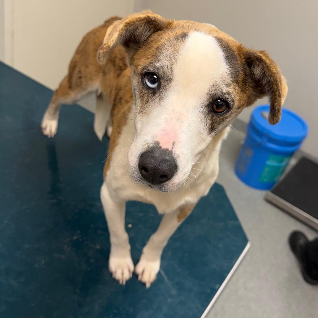 Arizona, Adoptable, Adult Female Mixed Breed.