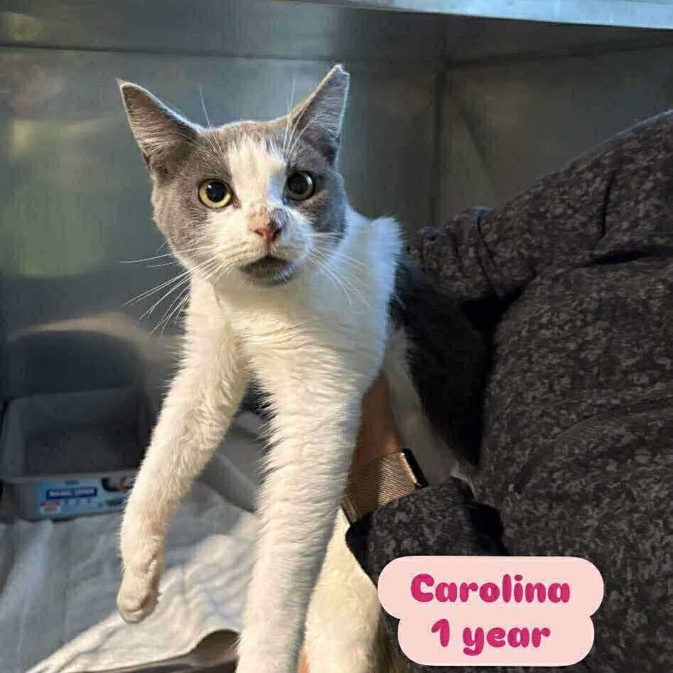 Carolina, Adoptable, Young Female Domestic Short Hair.